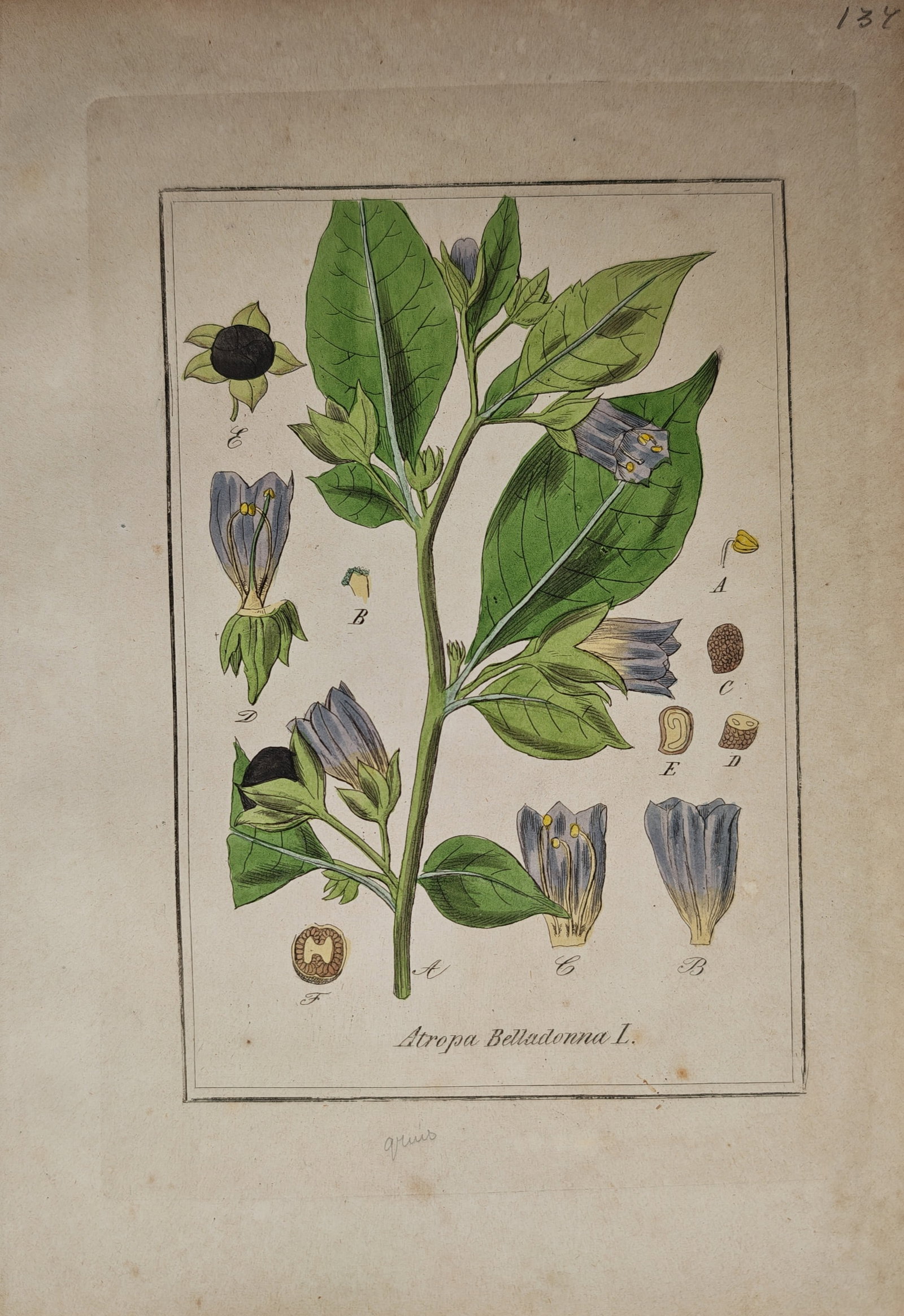 Max Schulze – Botanical Study of Belladonna with Foliage, Flowers, Berries, and Seed Dissections: "Atropa Belladonna L." presents a detailed botanical study illustrating a flowering branch of deadly nightshade featuring bell-shaped purple blossoms, dark berries, and anatomical floral and seed diss