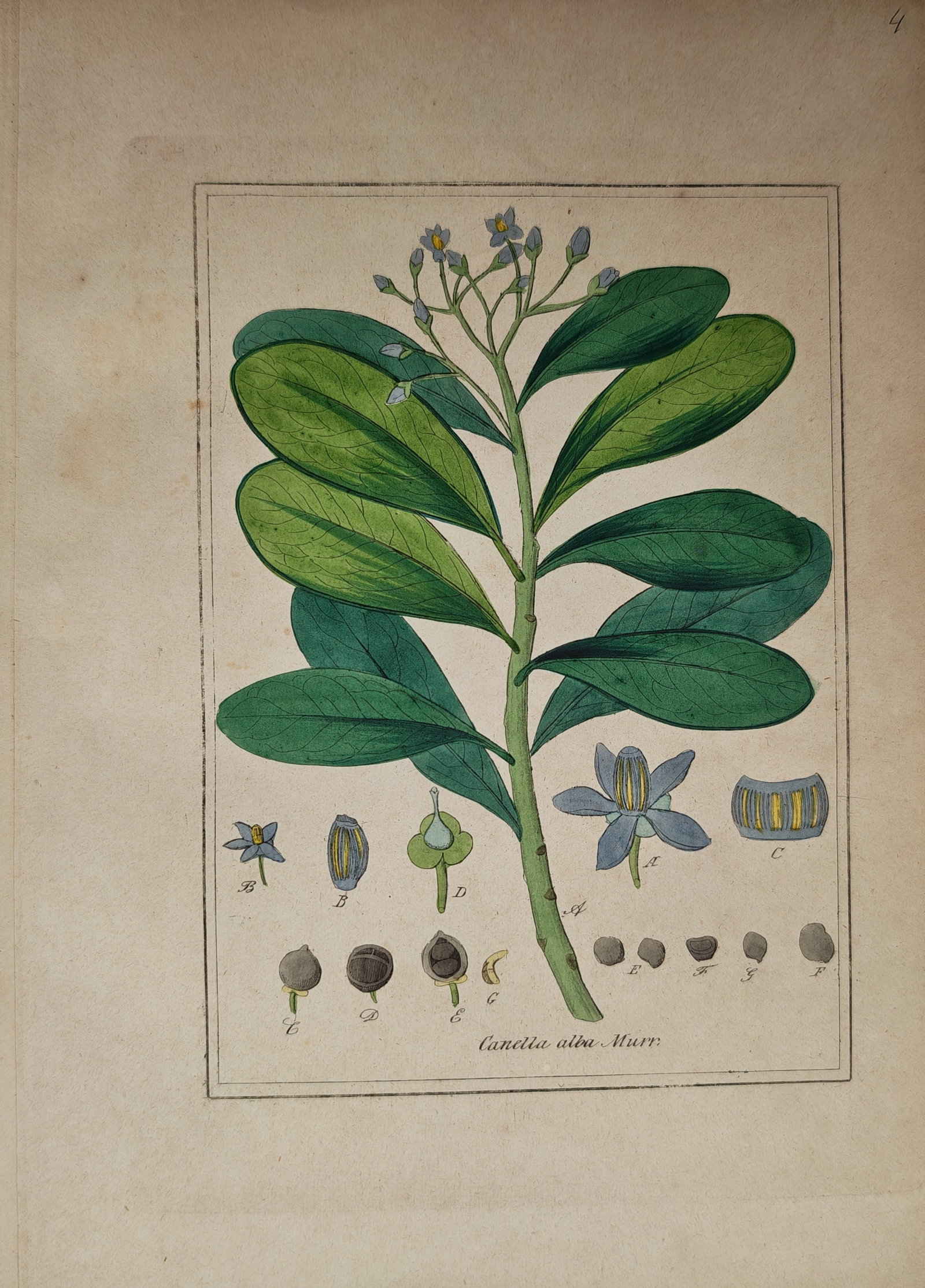 Max Schulze – Botanical Study of White Cinnamon with Foliage, Inflorescences, and Seed Dissections: "Canella Alba Murr." presents a detailed botanical study illustrating a leafy branch of wild cinnamon with terminal flower clusters alongside anatomical floral analyses, cross-sections, and seed disse
