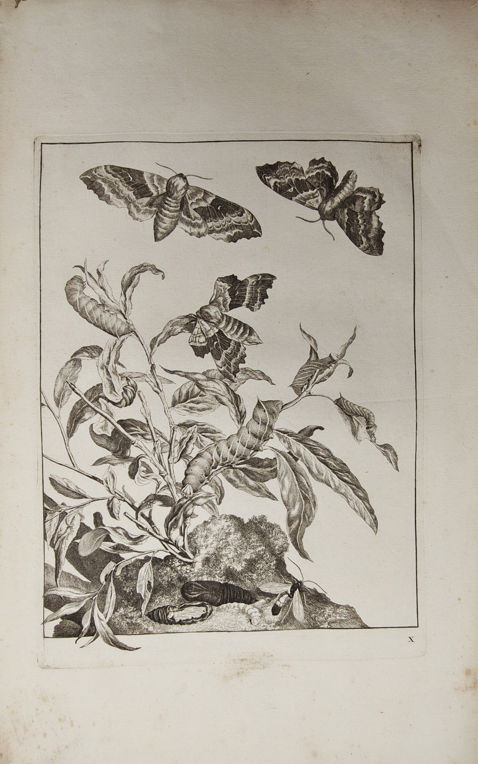 Jacob L'Admiral – Entomological Study of Moths, Caterpillars, Pupae, and Host Plant – Engraving (1 of 2)