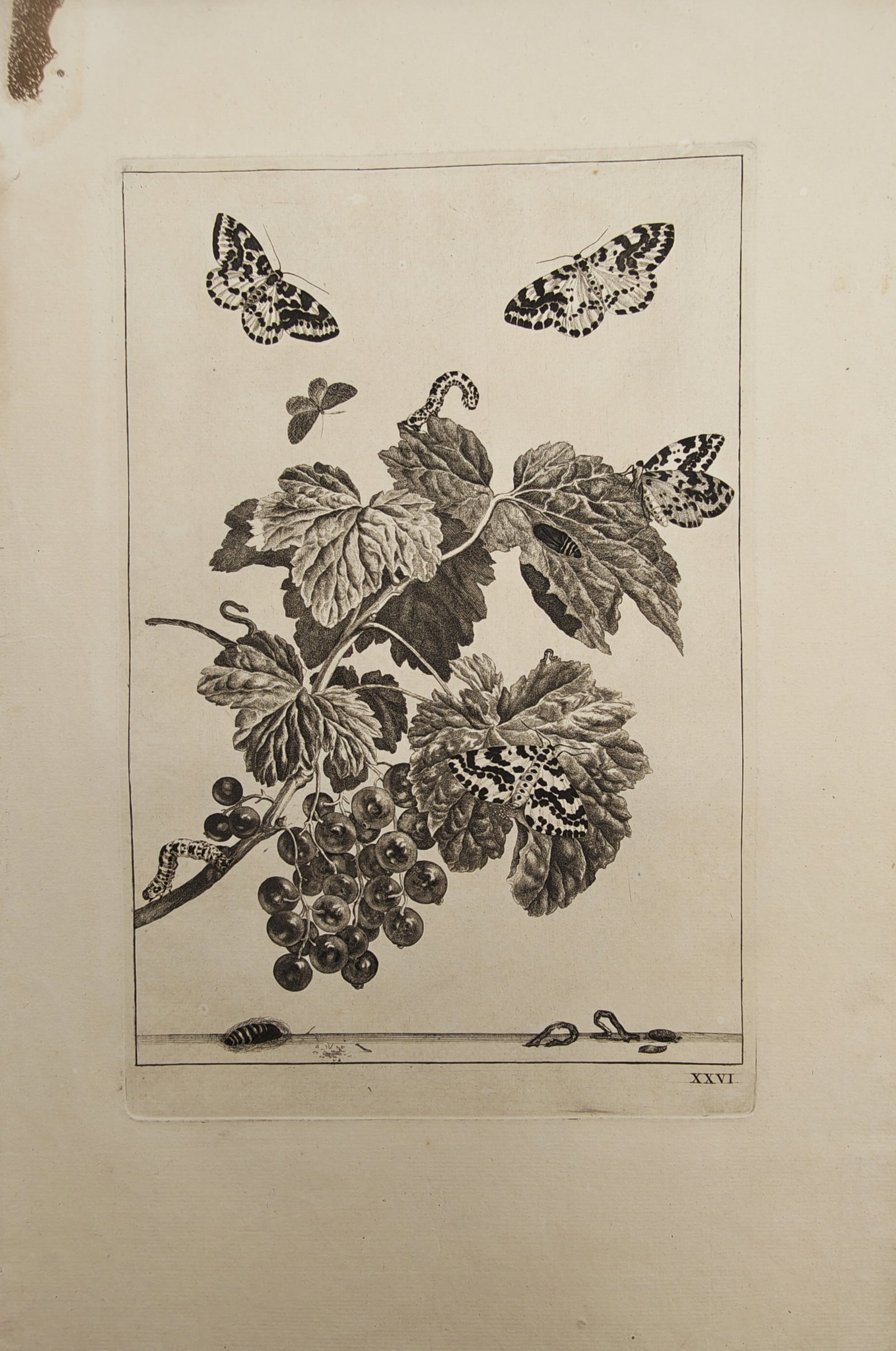Jacob L'Admiral – Entomological Study of Magpie Moths, Caterpillars, and Currant Branch (1 of 2)