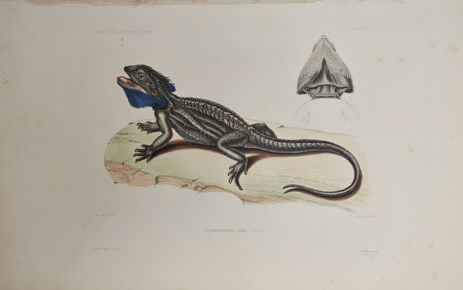 Casimir Gide – Herpetological Study of the Bearded Dragon with Cephalic Anatomy – Lithograph: "Grammatophora Barbata" presents a detailed herpetological study illustrating a bearded dragon in profile displaying its distinctive throat pouch beside an anatomical overhead view of the cephalic str