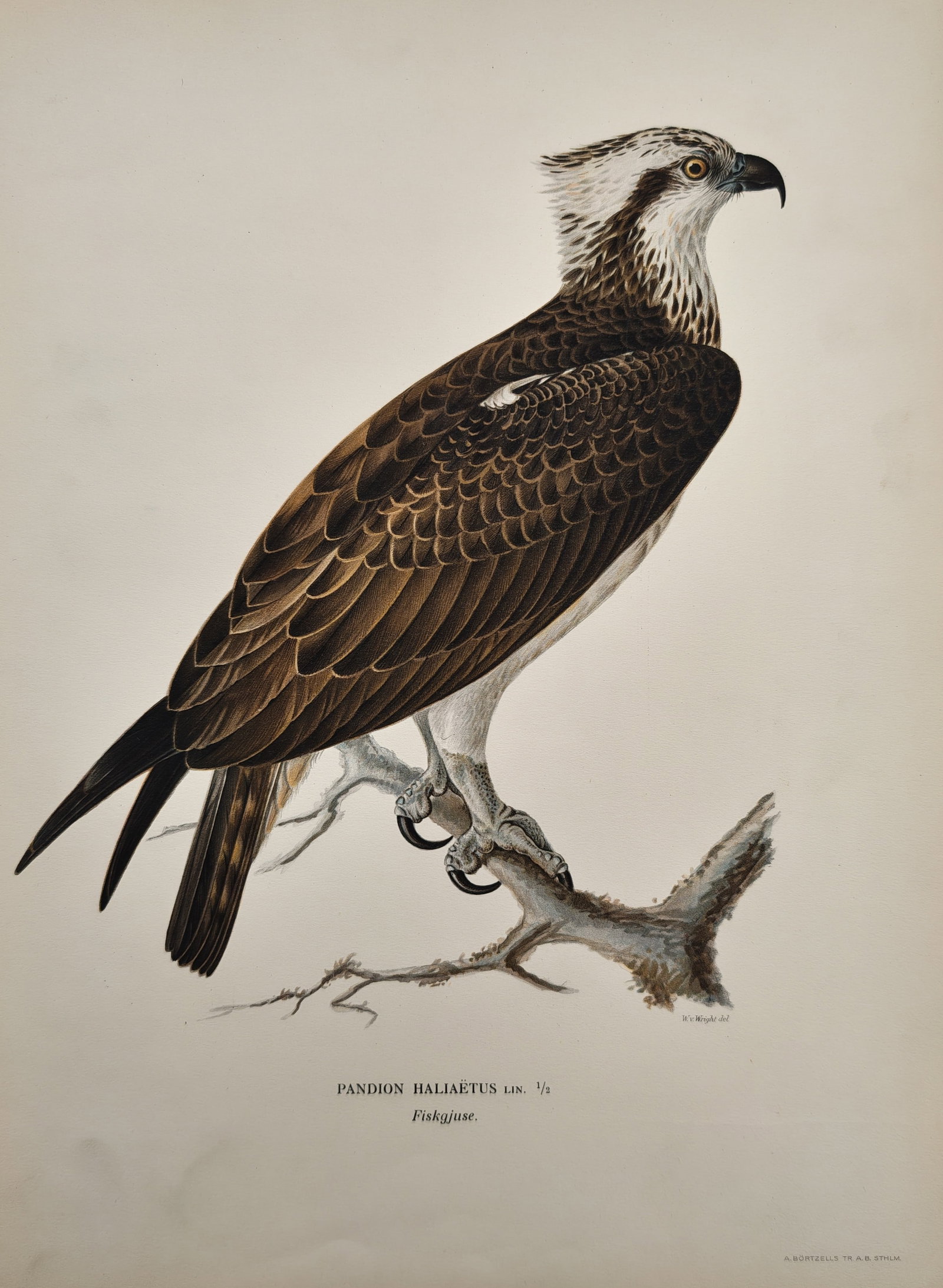 Magnus von Wright – Ornithological Study of the Osprey Perched on a Branch – Lithograph (1920s) (1 of 2)