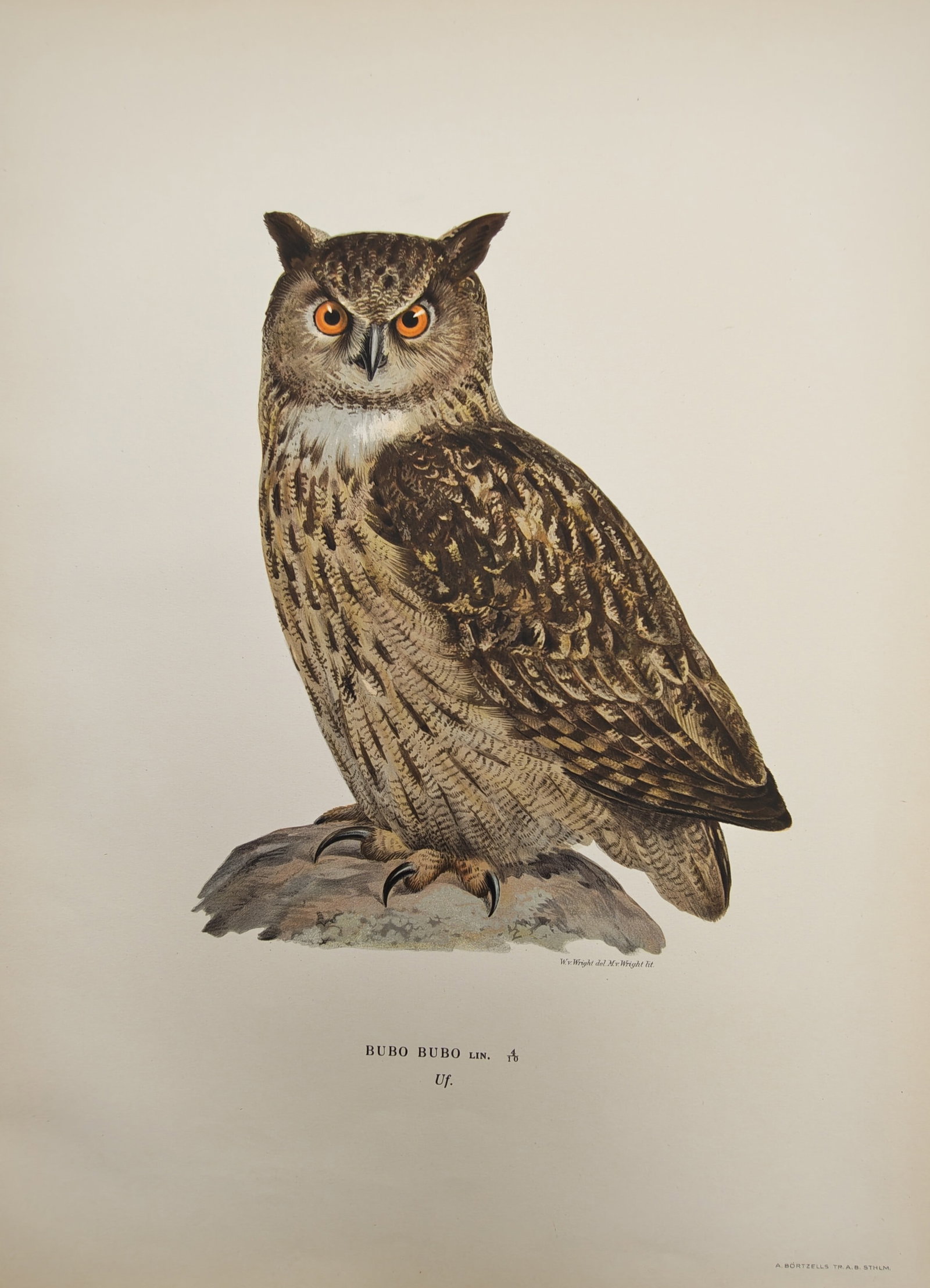 Magnus von Wright – Ornithological Study of the Eurasian Eagle-Owl Perched on a Rock (1 of 2)