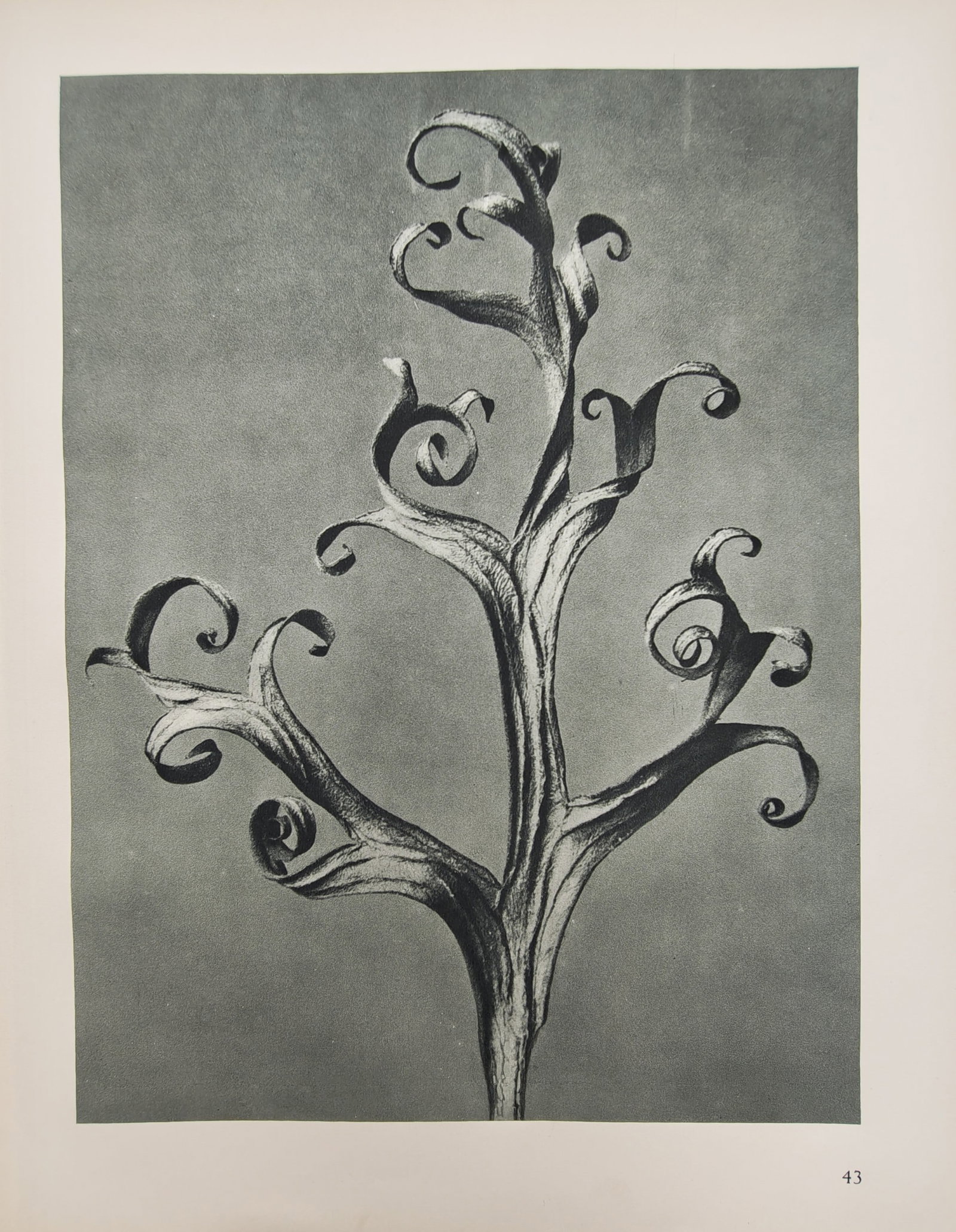 Karl Blossfeldt – Botanical Photographic Study of Curled Leaf Tendrils – Offset print (20th (1 of 2)