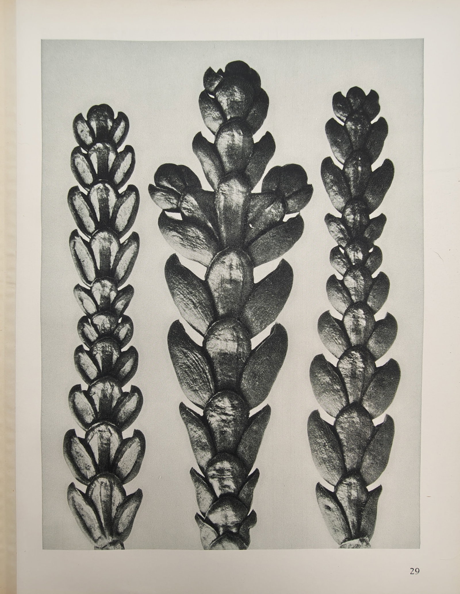 Karl Blossfeldt – Botanical Photographic Study of Overlapping Plant Stems – Offset print (1 of 2)