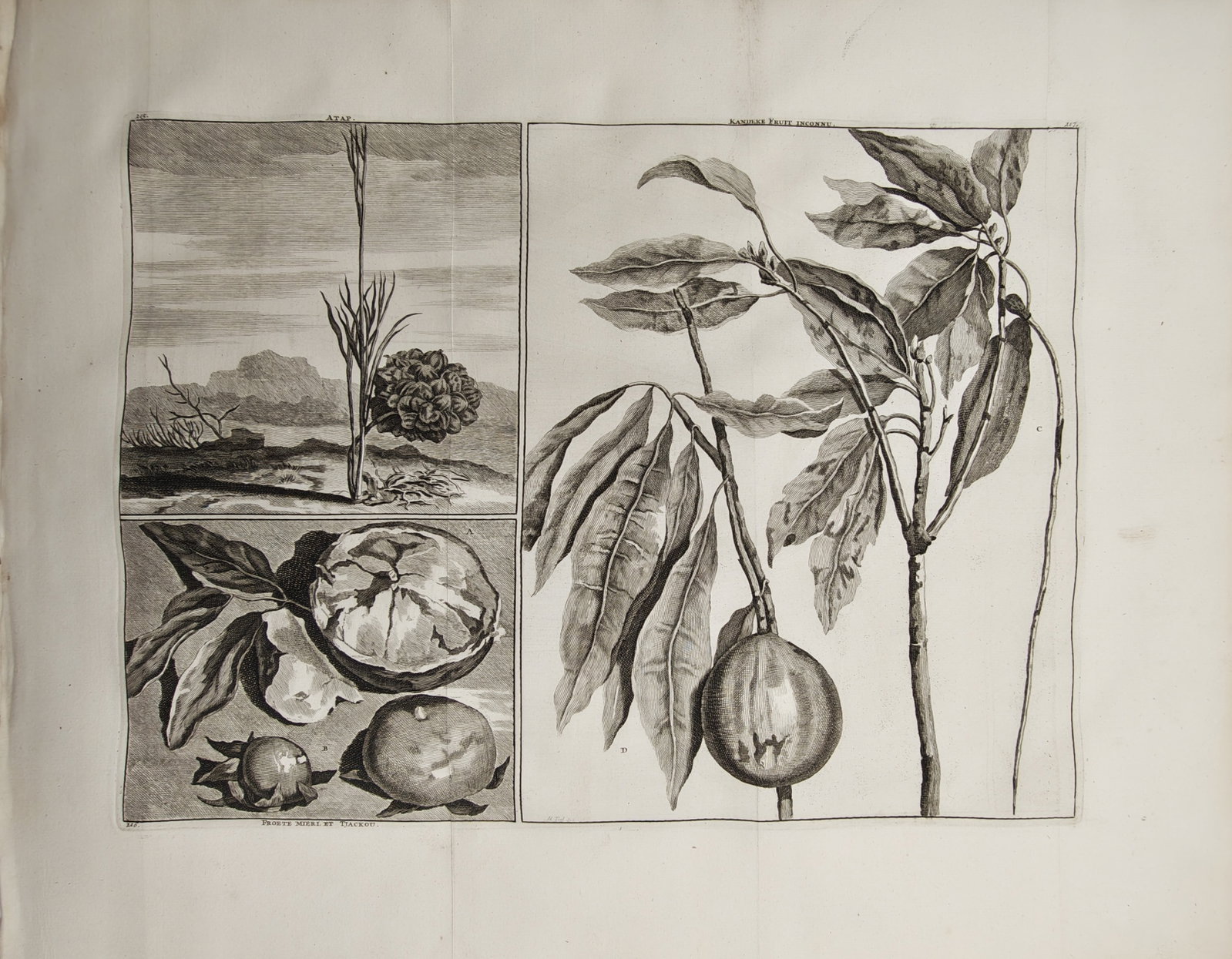 Cornelis de Bruijn – Botanical Study of Exotic Tropical Fruits and Plants – Engraving (18th (1 of 2)