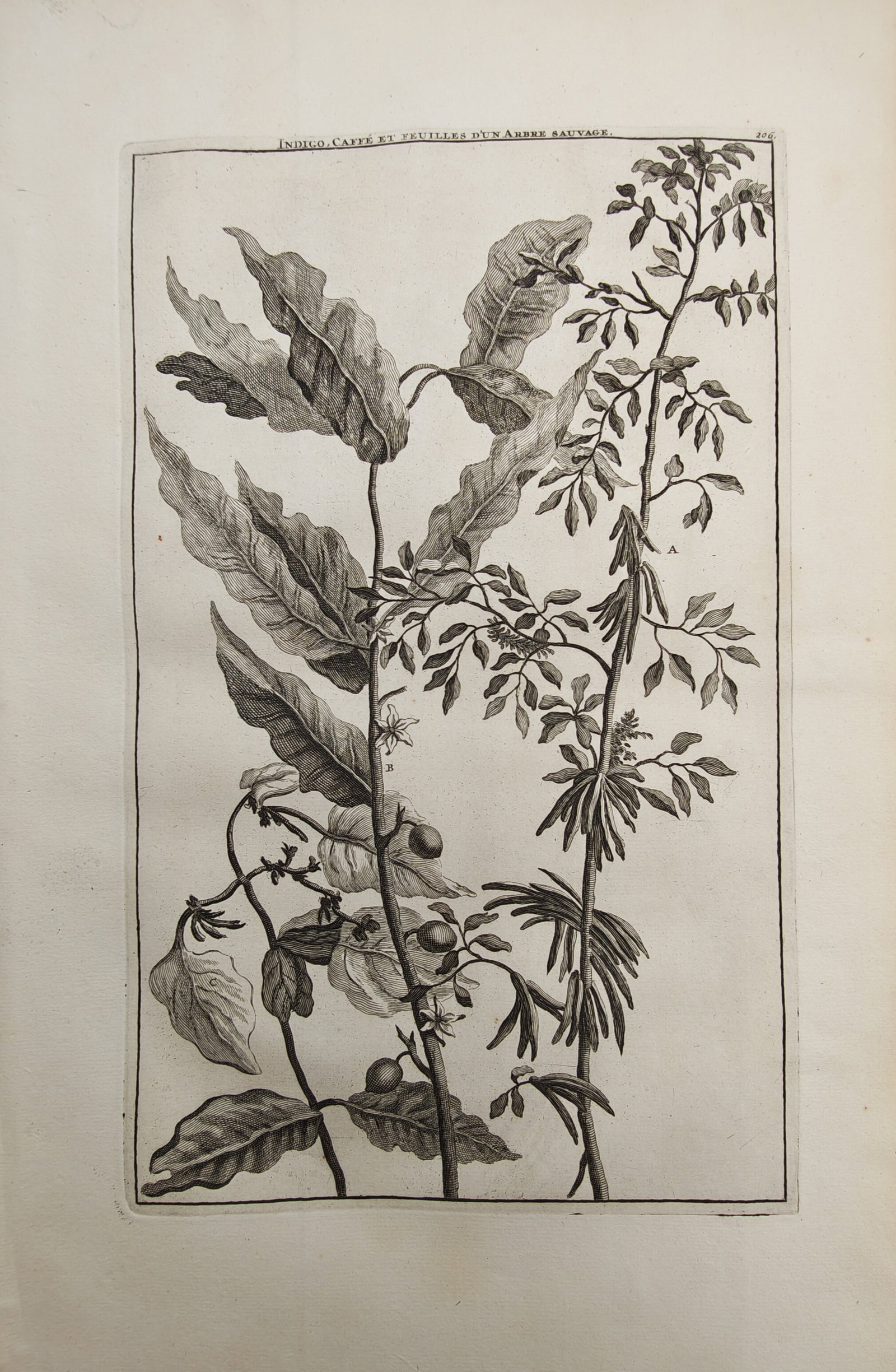 Cornelis de Bruijn – Botanical Study of Indigo, Coffee, and Wild Tree Leaves – Engraving: "Indigo, Coffee and Leaves of a Wild Tree" presents an eighteenth-century botanical plate illustrating the branching foliage, delicate blossoms, seed pods, and ripening berries of economic and wild tr