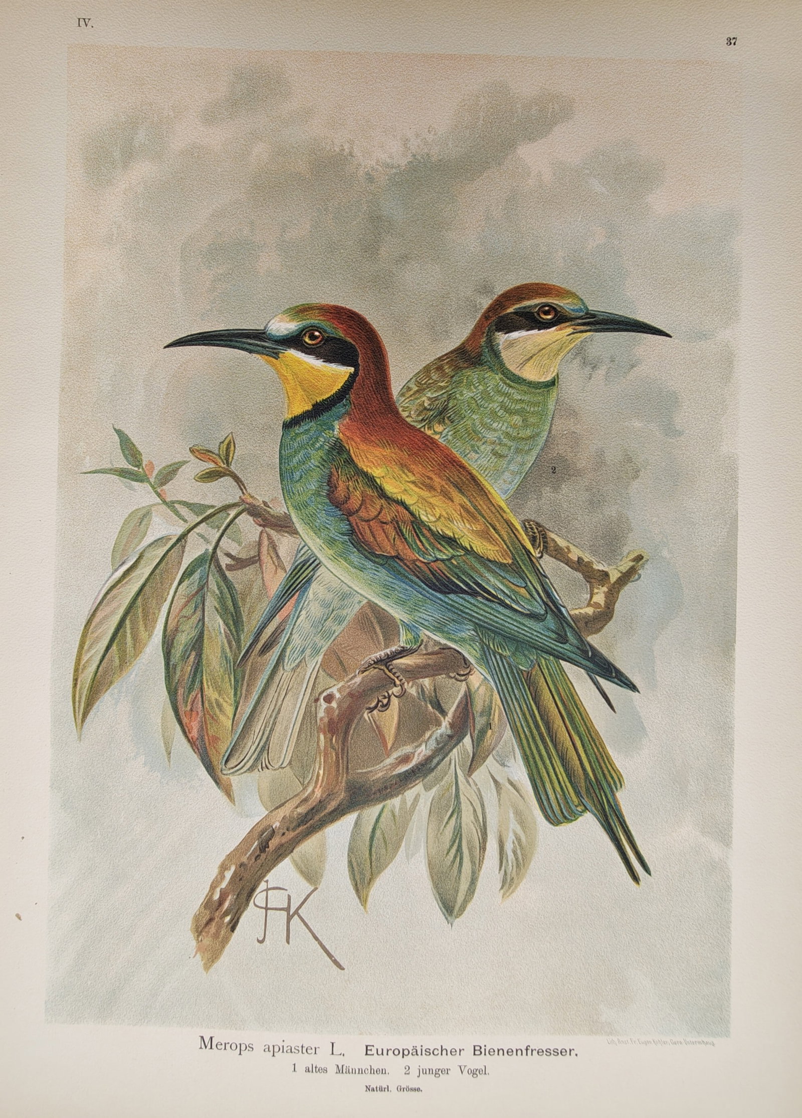 Johann Friedrich Naumann – Ornithological Study of European Bee-Eaters Perched: "European Bee-Eater" presents a nineteenth-century ornithological study depicting adult and juvenile bee-eaters perched among leafy foliage, highlighting their richly colored plumage, slender curved b