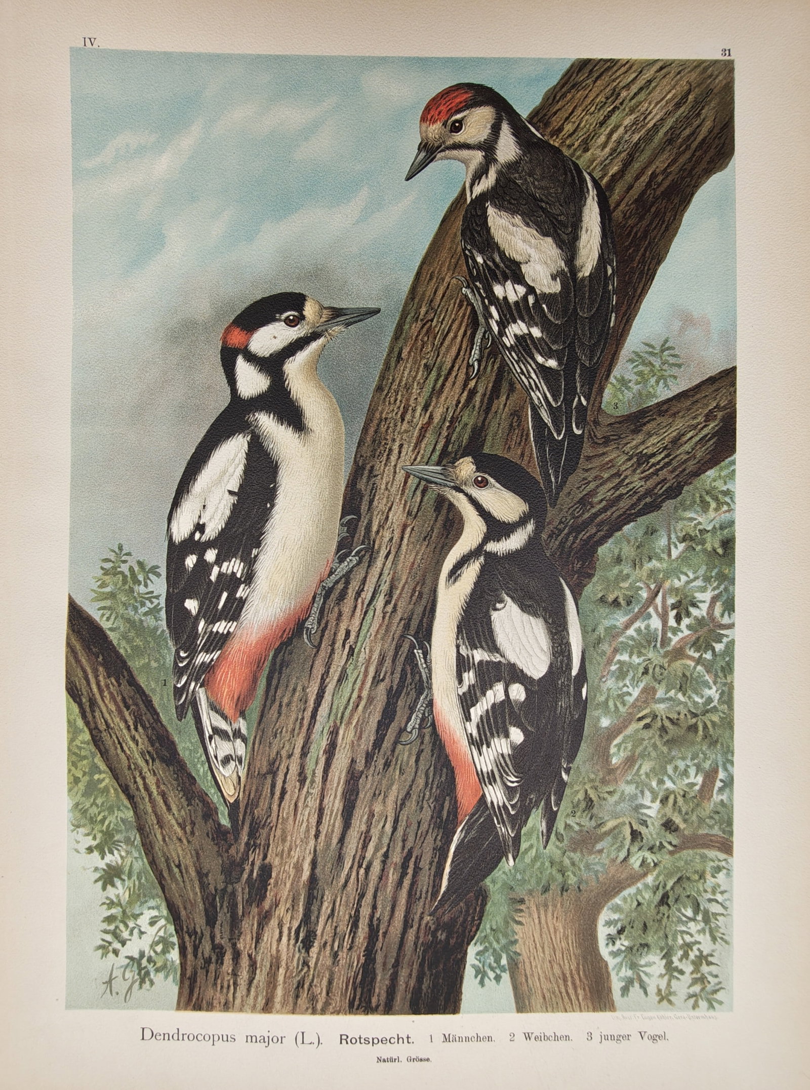 Johann Friedrich Naumann – Ornithological Study of Great Spotted Woodpeckers (1 of 2)