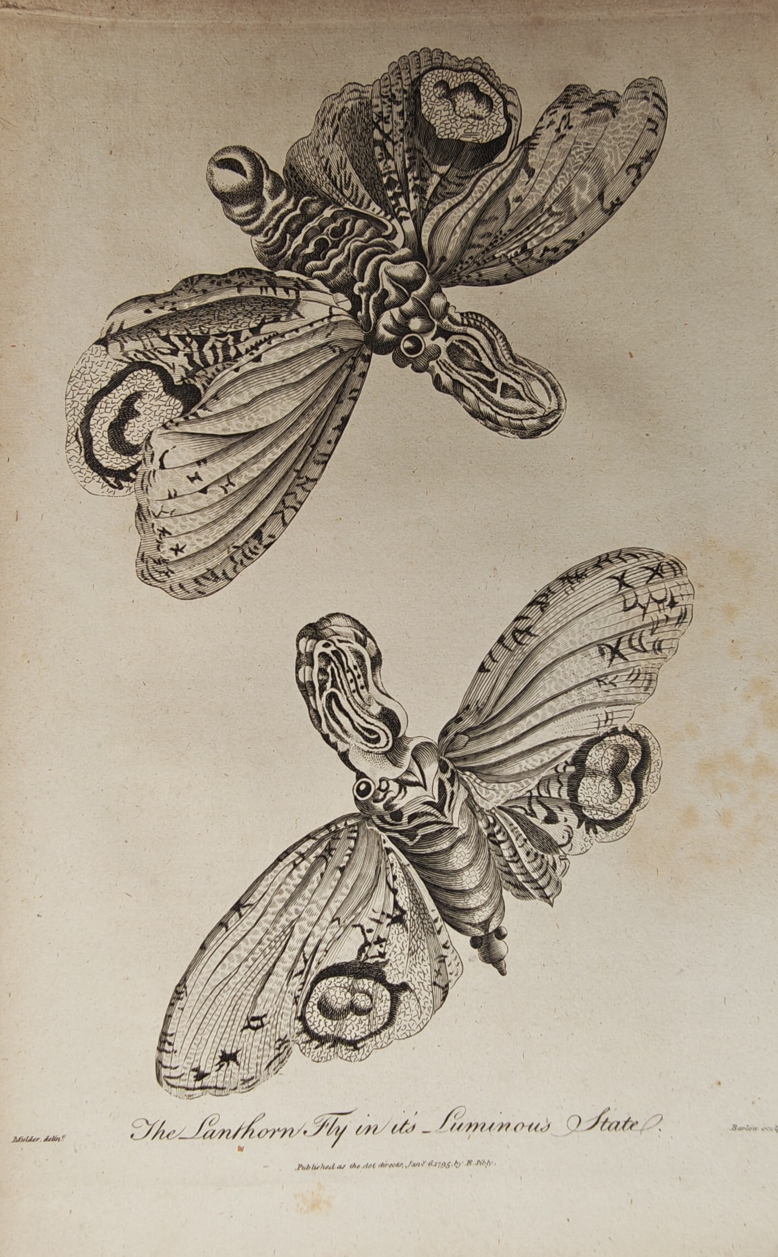 Francis Barlow – Entomological Study of the Lanternfly in Flight – Engraving (18th Century) (1 of 2)