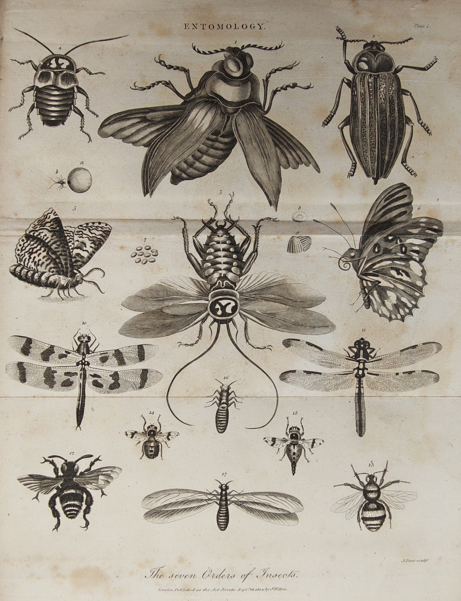 John Pass – Entomological Classification Study of the Seven Orders of Insects – Engraving (1 of 2)