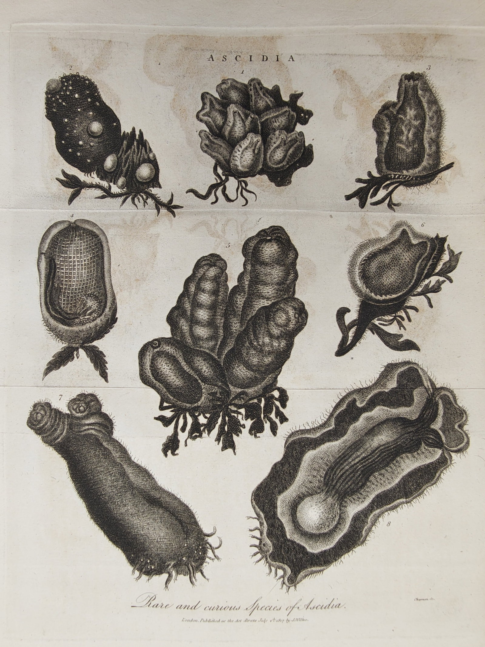 John Pass – Marine Biological Study of Rare and Curious Species of Ascidia – Engraving (1 of 2)
