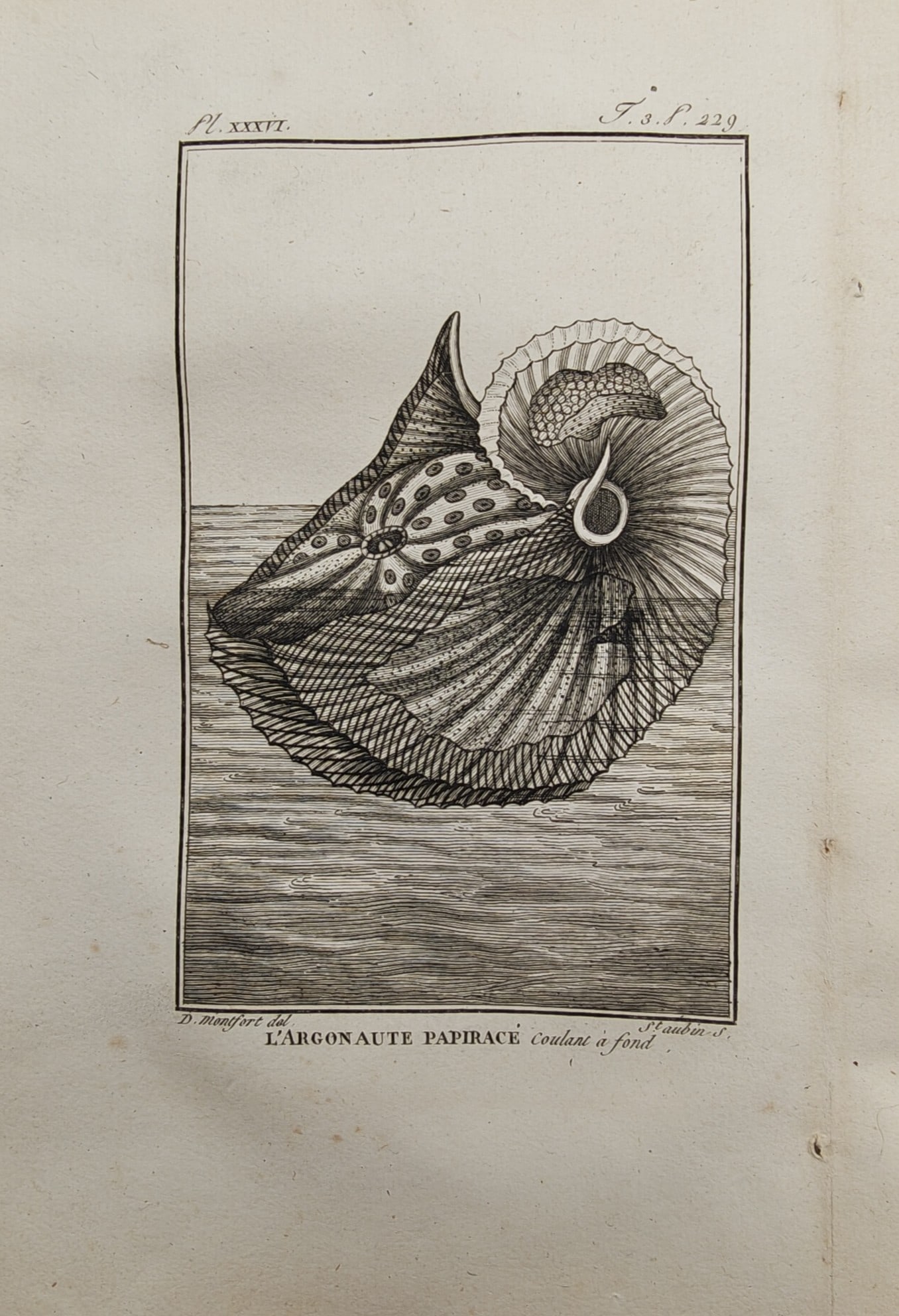 Georges-Louis Leclerc, Comte de Buffon – Zoological Study of the Paper Nautilus – Engraving: "Paper Nautilus" presents an eighteenth-century zoological study illustrating a delicate argonaut floating in the ocean water, highlighting its ribbed shell and extending tentacles. The copperplate en