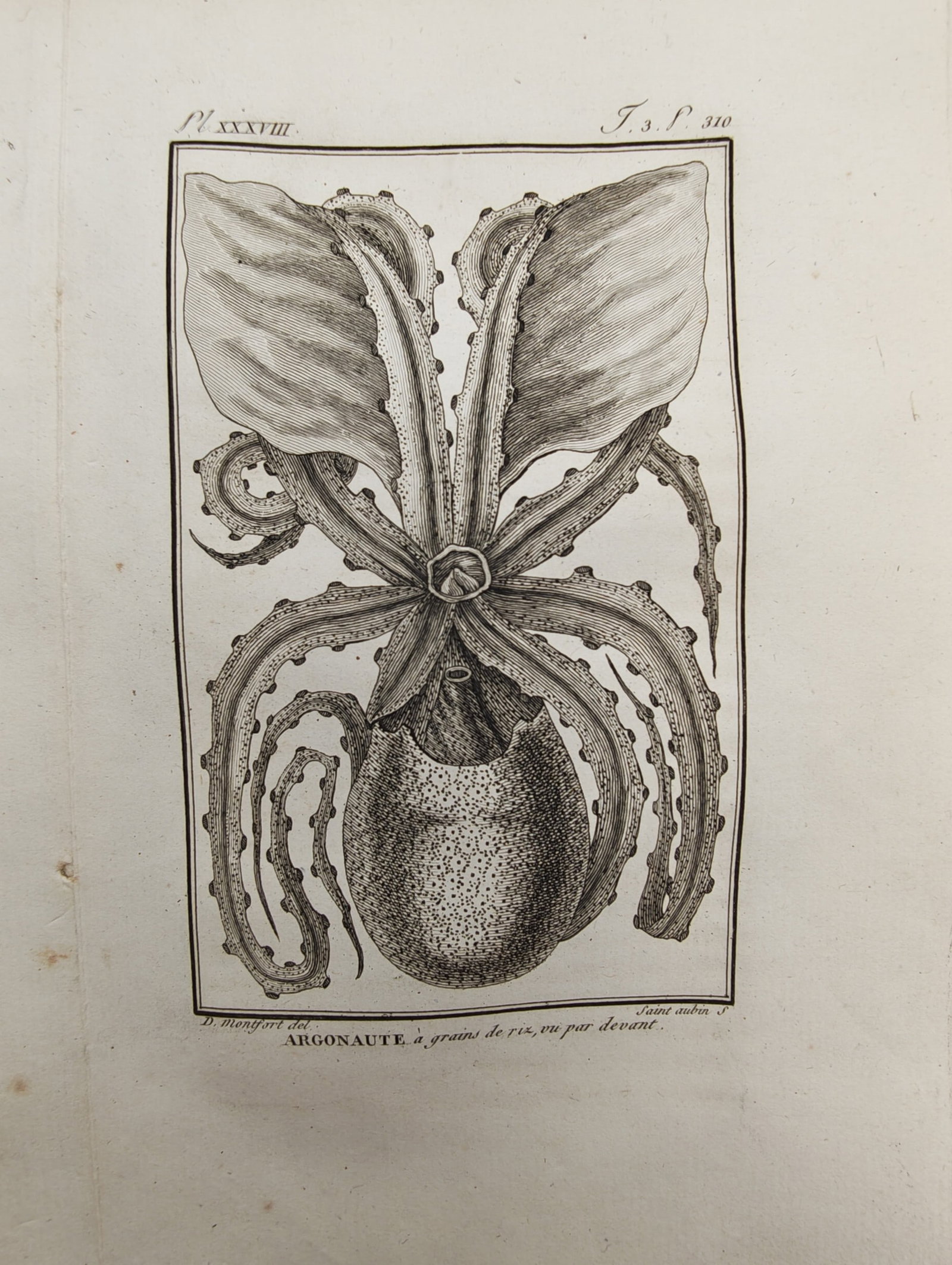 Georges-Louis Leclerc, Comte de Buffon – Zoological Study of the Argonaut – Engraving (1 of 2)