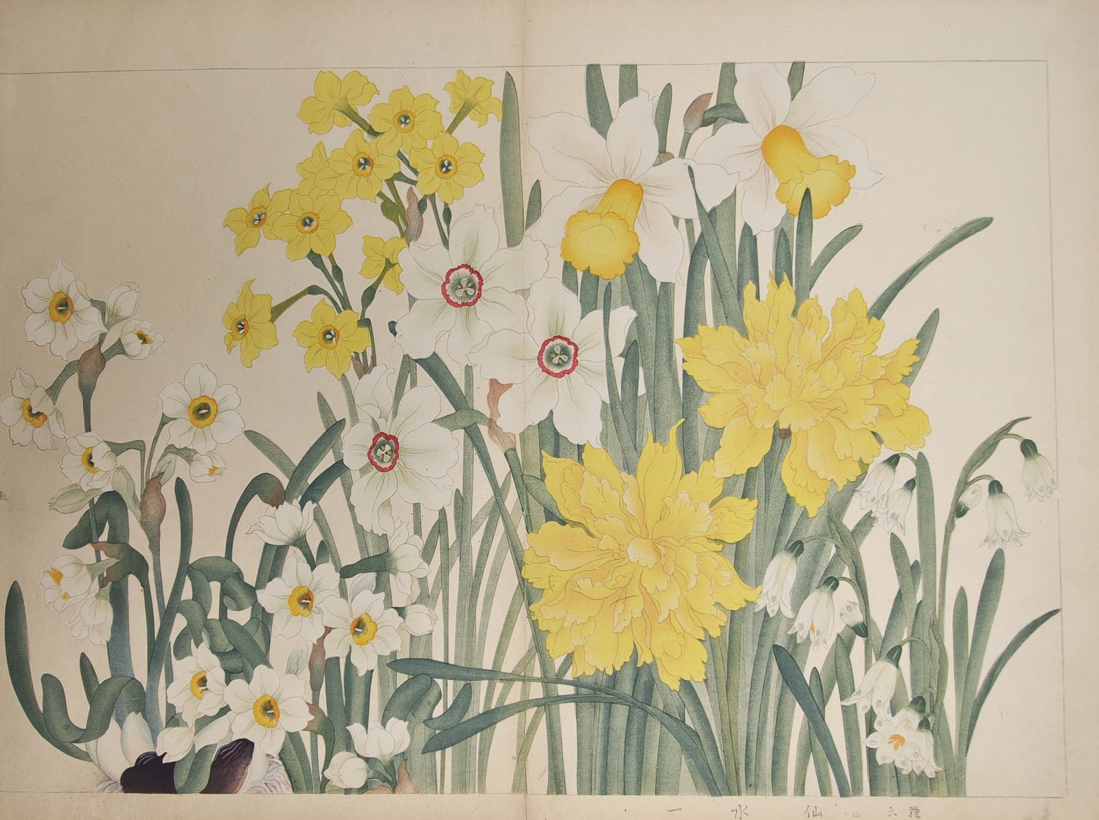 Tanigami Konan – Botanical Study of Flowering Daffodils and Narcissus Varieties – Woodblock: "Narcissus" presents a vibrant twentieth-century botanical composition illustrating an abundant assortment of blooming white and yellow daffodils, jonquils, and snowdrops set among slender green leave