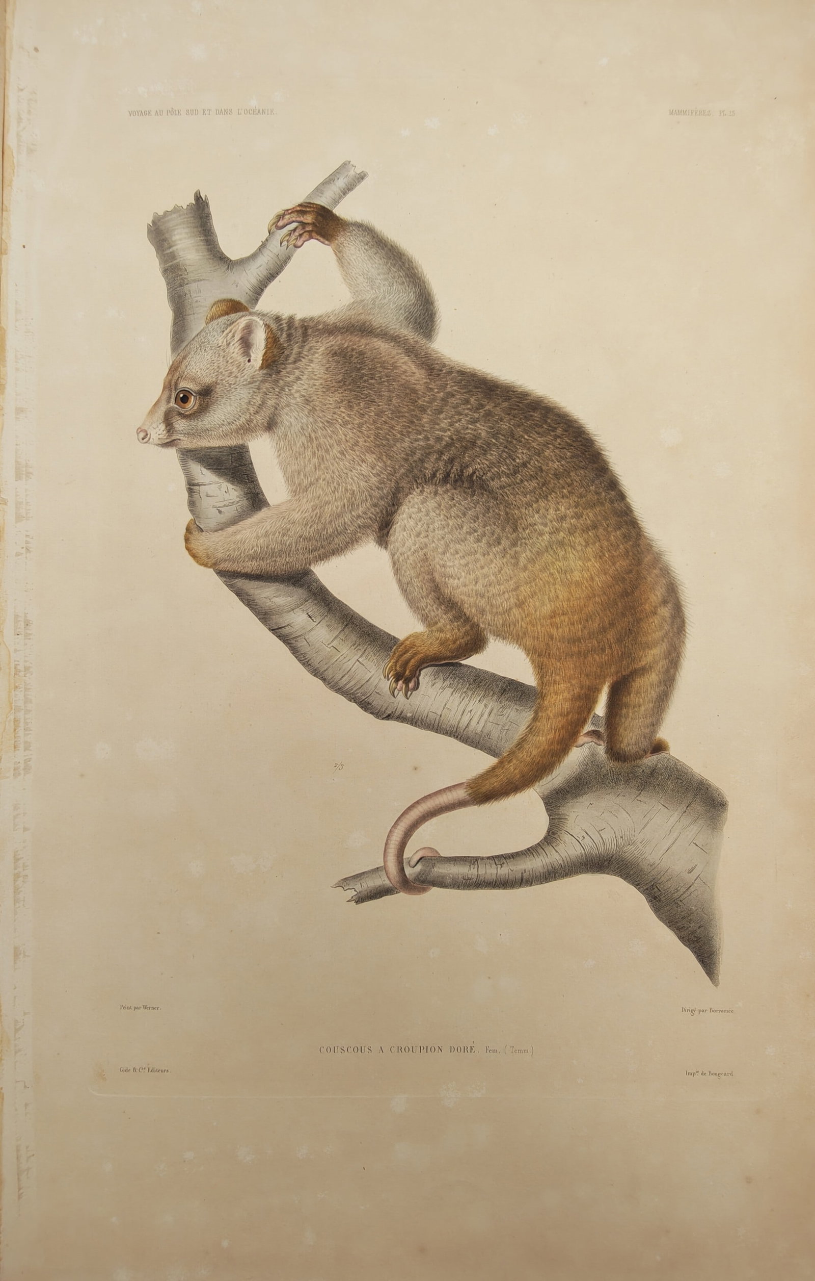 Casimir Gide – Zoological Study of the Golden-Tailed Cuscus Climbing a Branch – Lithograph: "Golden-Tailed Cuscus" presents a nineteenth-century zoological study illustrating an arboreal marsupial climbing along a pale tree branch, highlighting its soft brownish-grey fur, tactile paws, and p