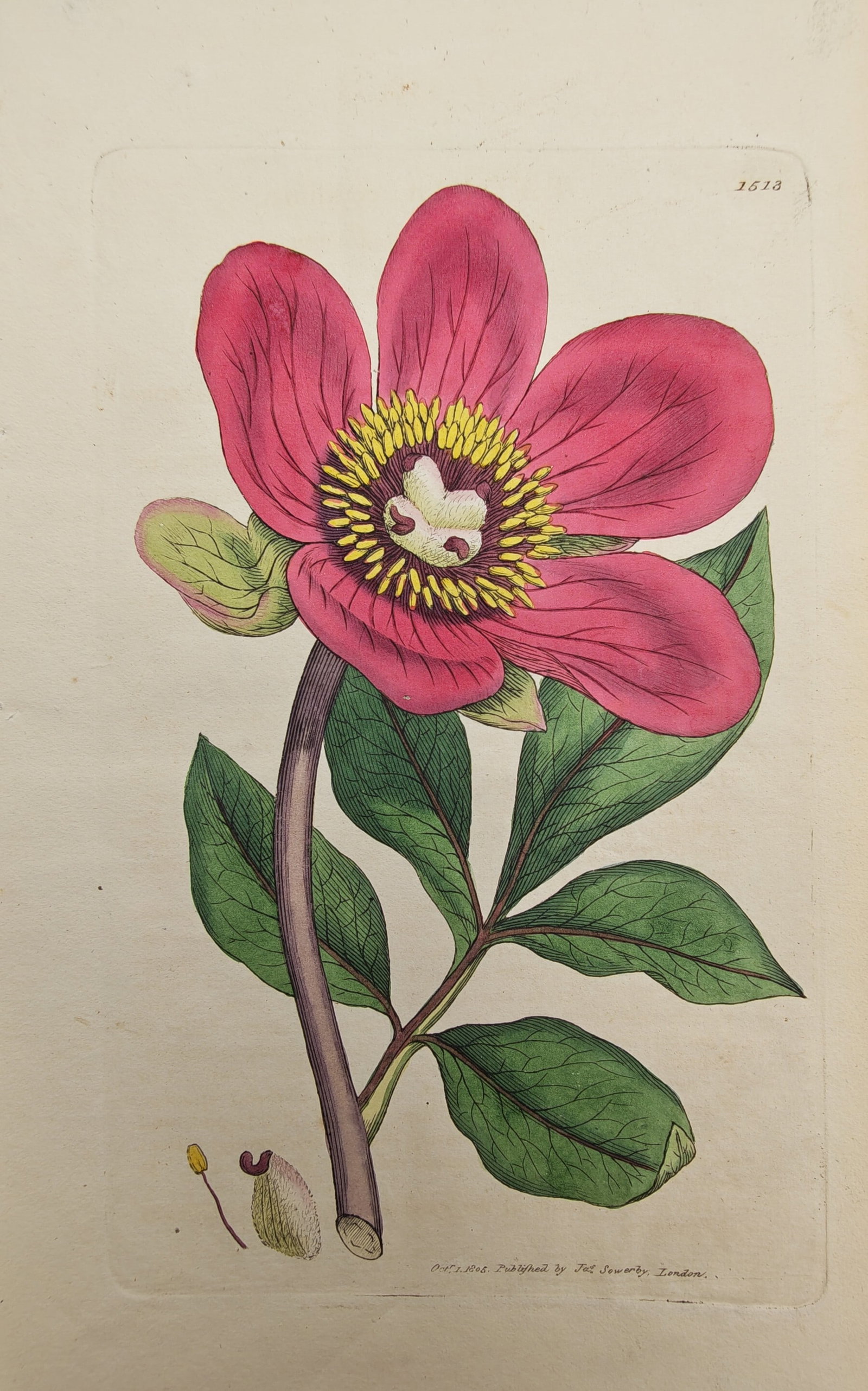 James Sowerby – Botanical Study of a Crimson Wild Peony with Foliage – Engraving (19th Century) (1 of 2)