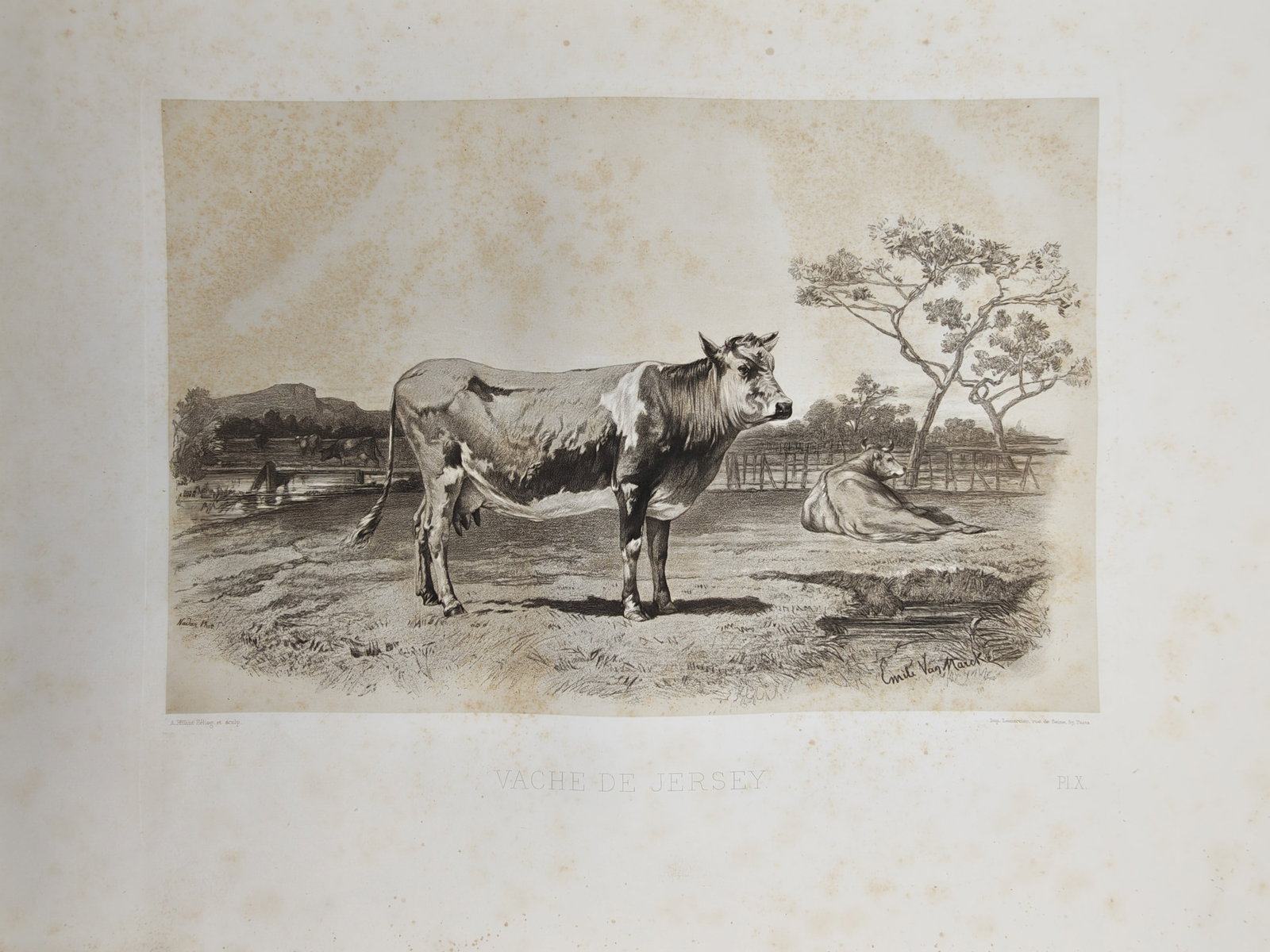 Émile Baudement – Pastoral Agricultural Study of a Jersey Cow in a Meadow – Heliogravure: "Jersey Cow" presents a nineteenth-century pastoral agricultural study portraying a standing Jersey cow in profile alongside a resting cow in an open pasture framed by distant fencing and trees. The h
