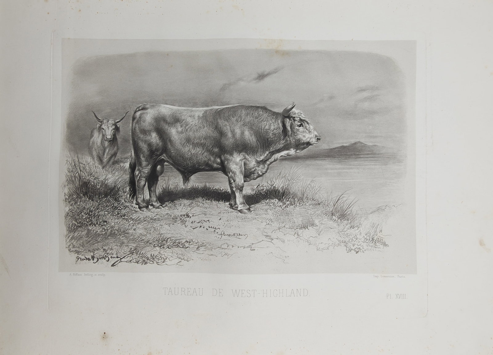 Émile Baudement – Pastoral Agricultural Study of a West Highland Bull – Heliogravure (19th (1 of 2)
