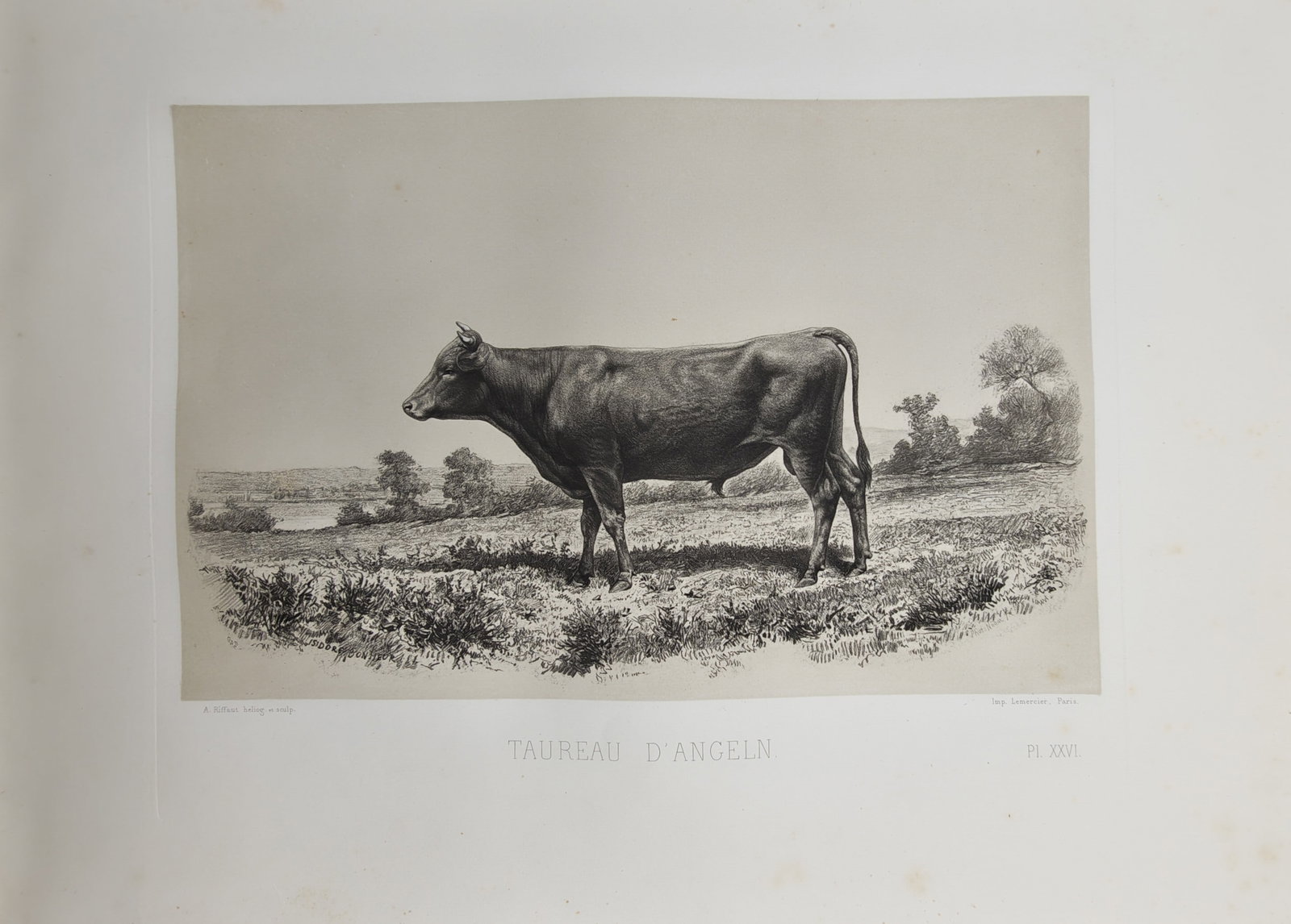 Émile Baudement – Pastoral Agricultural Study of an Angeln Bull – Heliogravure (19th Century): "Taureau d'Angeln" presents a nineteenth-century pastoral agricultural study portraying a robust German Angeln bull standing in profile within an expansive open field bordered by distant trees and wat