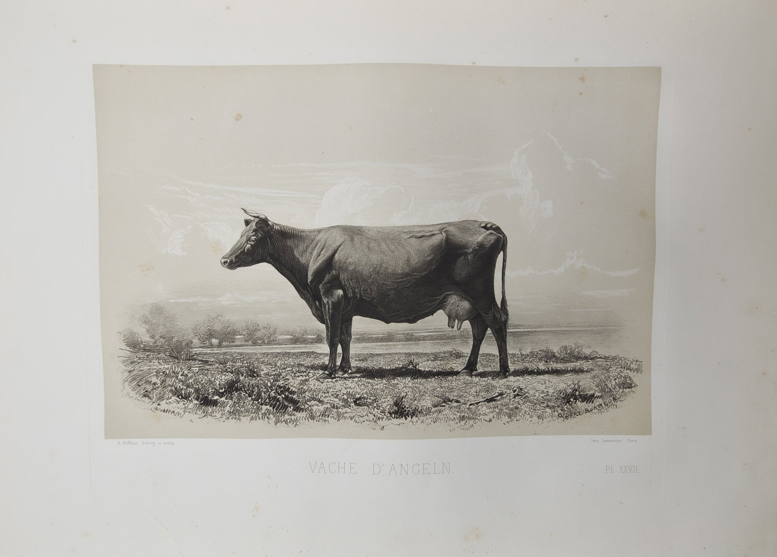 Émile Baudement – Pastoral Agricultural Study of an Angeln Cow – Heliogravure (19th Century) (1 of 2)