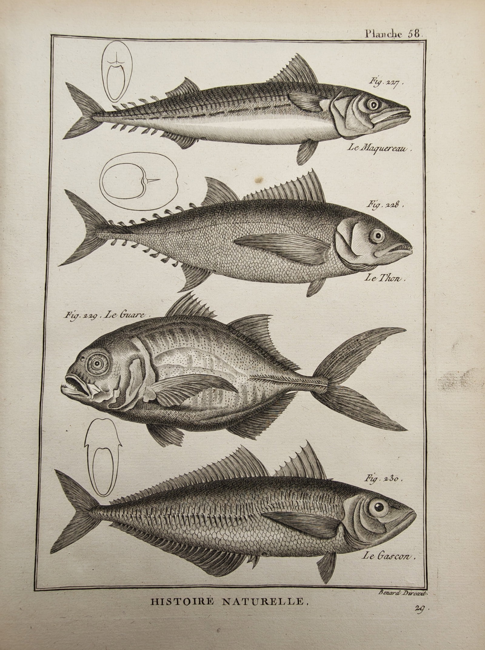Robert Bénard – Ichthyological Study of Mackerel, Tuna, and Related Marine Fishes – Engraving: "Histoire Naturelle: Poissons" presents an eighteenth-century ichthyological classification plate illustrating the lateral anatomy, fin placement, scale patterns, and cross-sectional profiles of macke