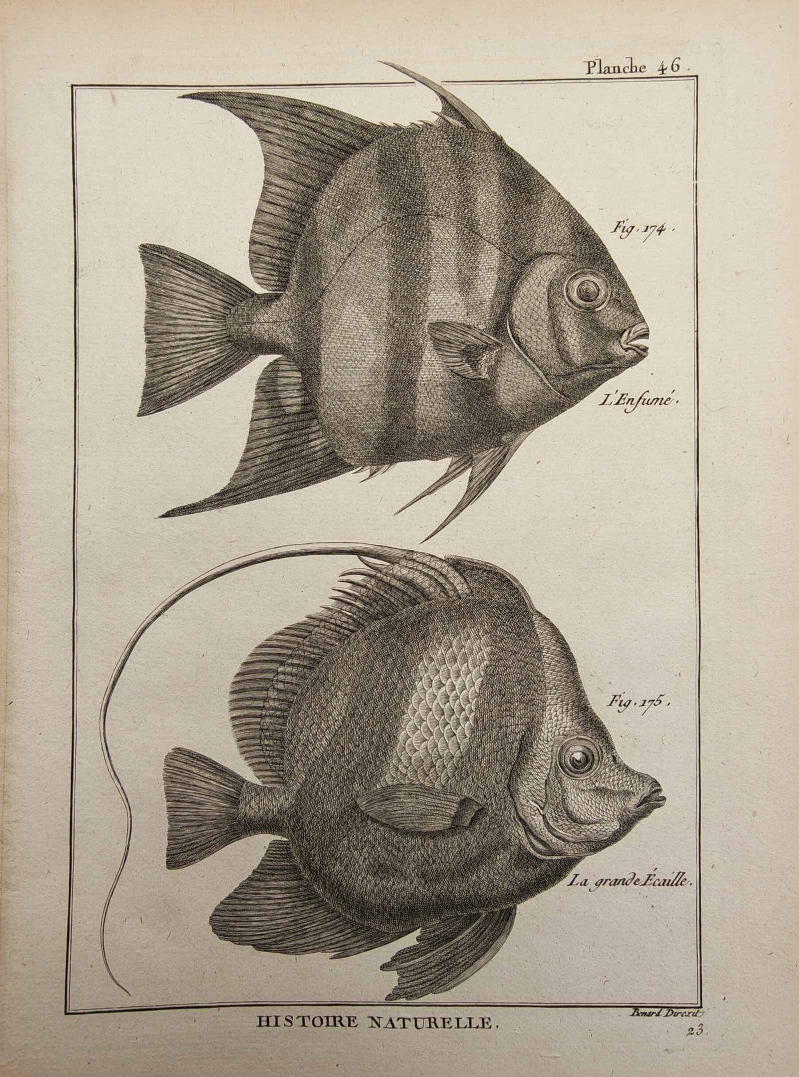 Robert Bénard – Ichthyological Study of Spadefishes and Deep-Bodied Marine Fishes – Engraving (1 of 2)