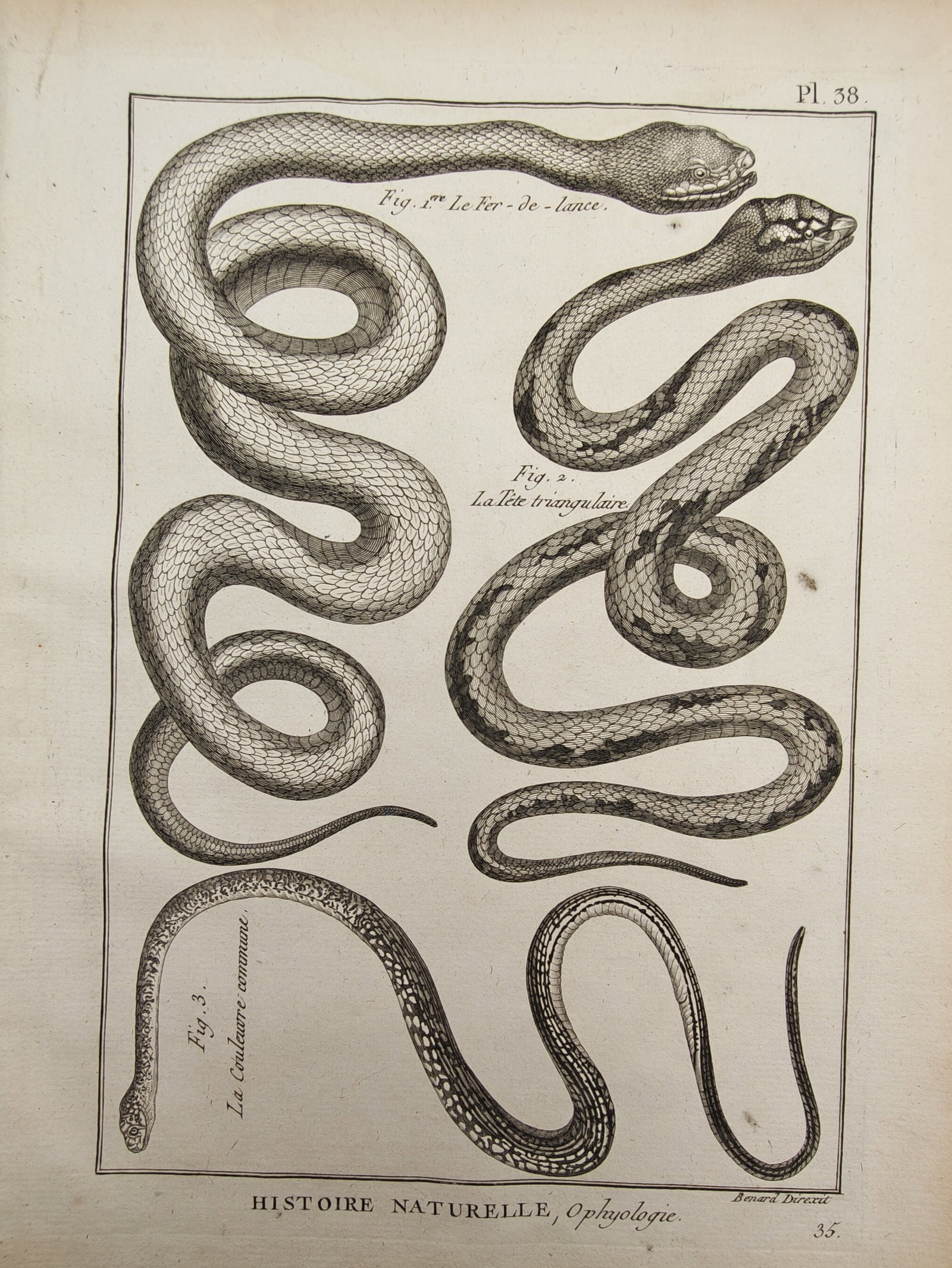 Robert Bénard – Herpetological Study of the Fer-de-Lance and Colubrid Snakes – Engraving (1 of 2)