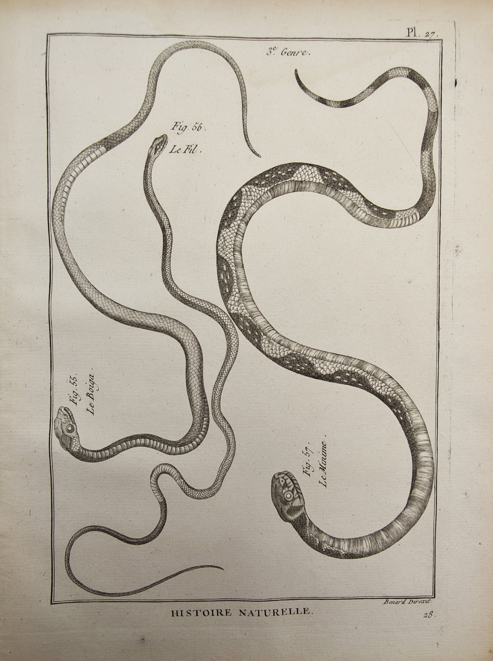 Robert Bénard – Herpetological Study of Slender Tree Snakes and Colubrids – Engraving (1 of 2)