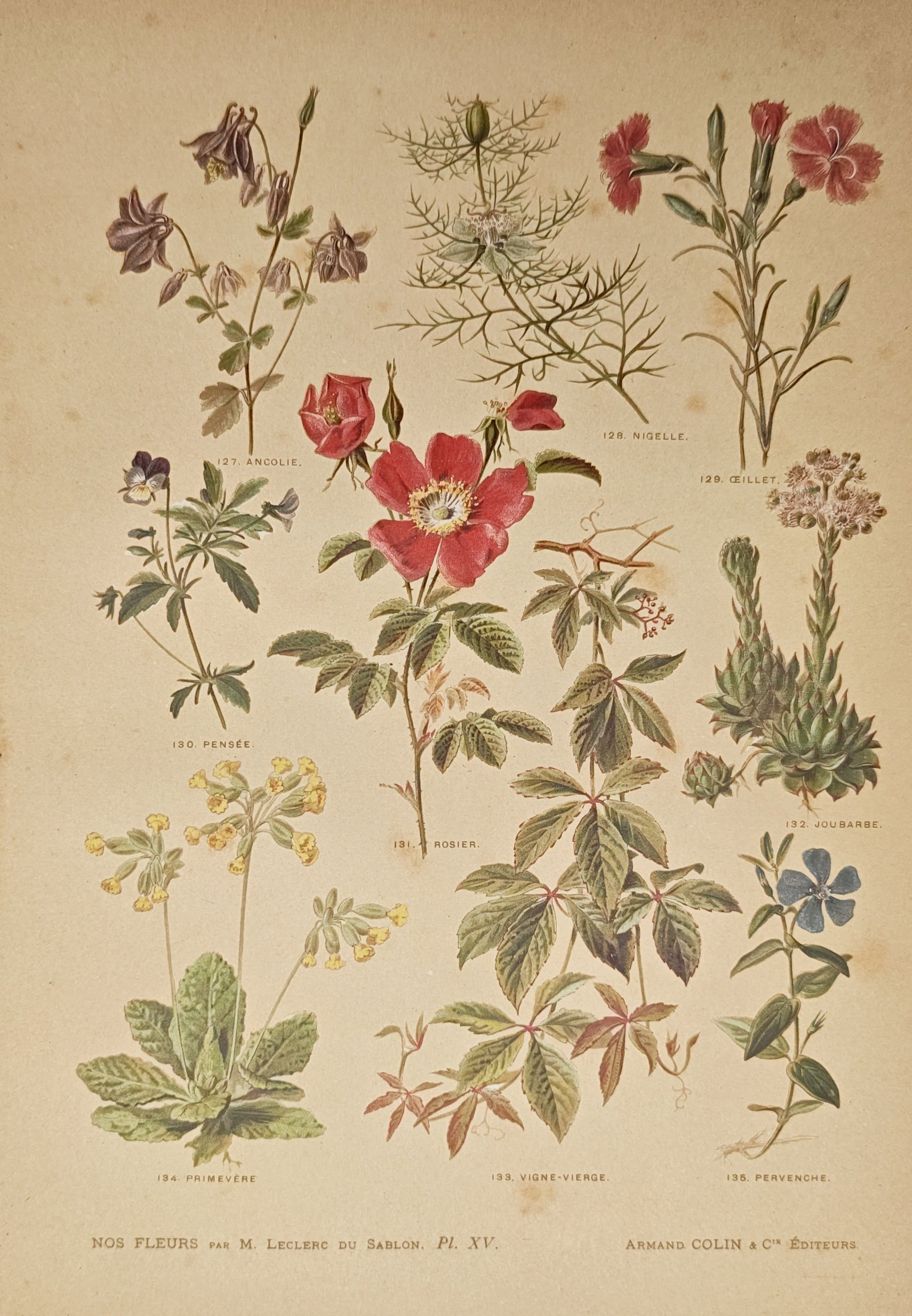 Mathieu Leclerc du Sablon – Garden and Wild Flower Varieties – Lithograph (19th Century) (1 of 2)
