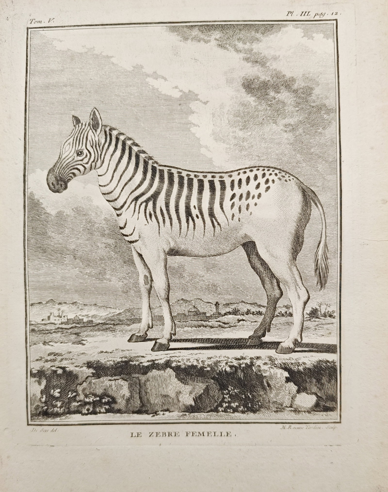 Georges-Louis Leclerc de Buffon – Female Zebra Zoological Study – Engraving (18th Century): "Le Zèbre Femelle" presents a zoological study illustrating a female zebra standing in profile within an open landscape set against distant hills and architectural ruins. The composition highlights e