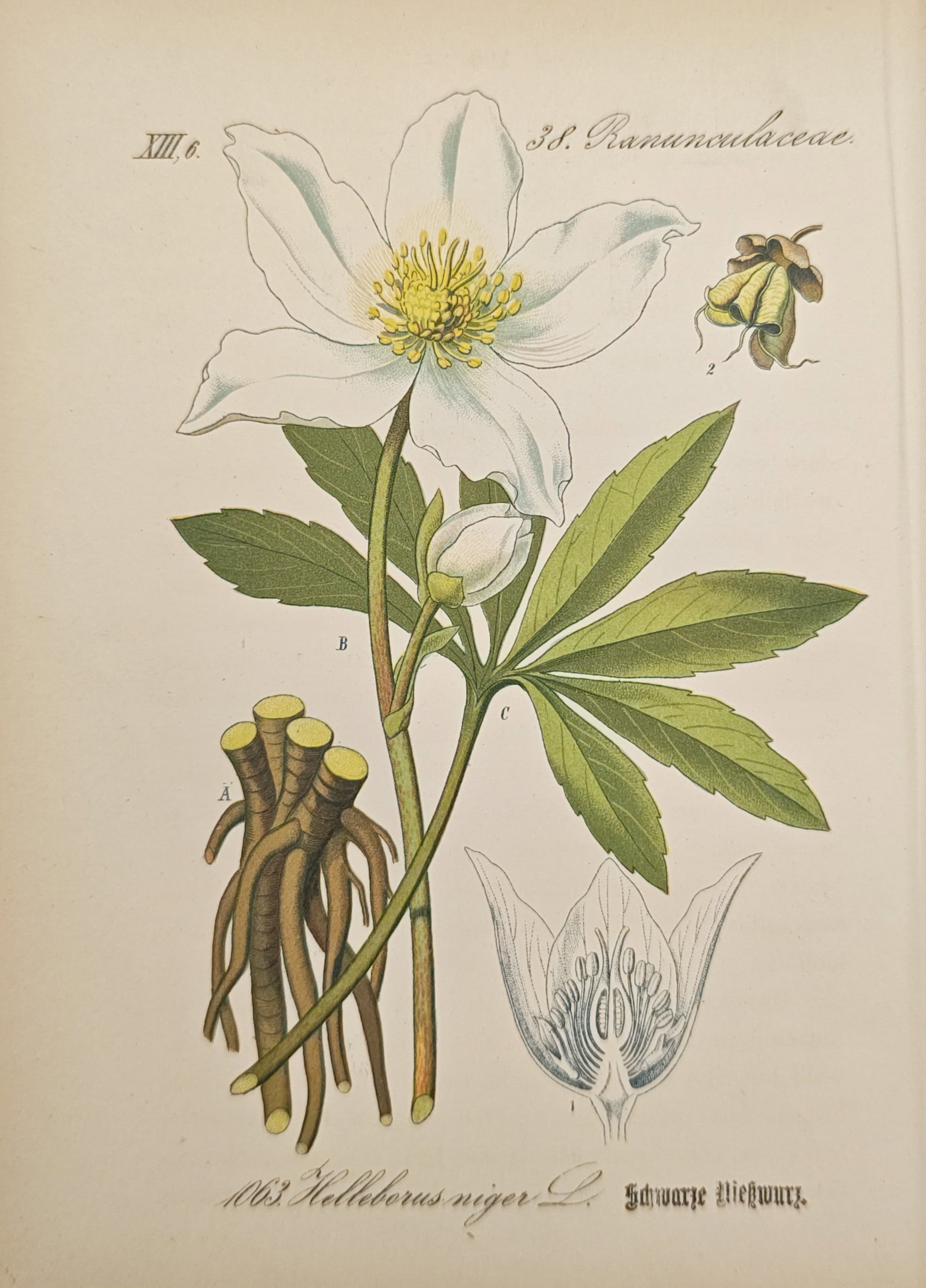 Moritz Fünfstück – Black Hellebore – Lithograph (19th Century): "Helleborus Niger / Schwarze Nieswurz" This botanical lithograph displays a detailed study of a black hellebore plant, illustrating its white blossom with prominent yellow stamens alongside its dark g