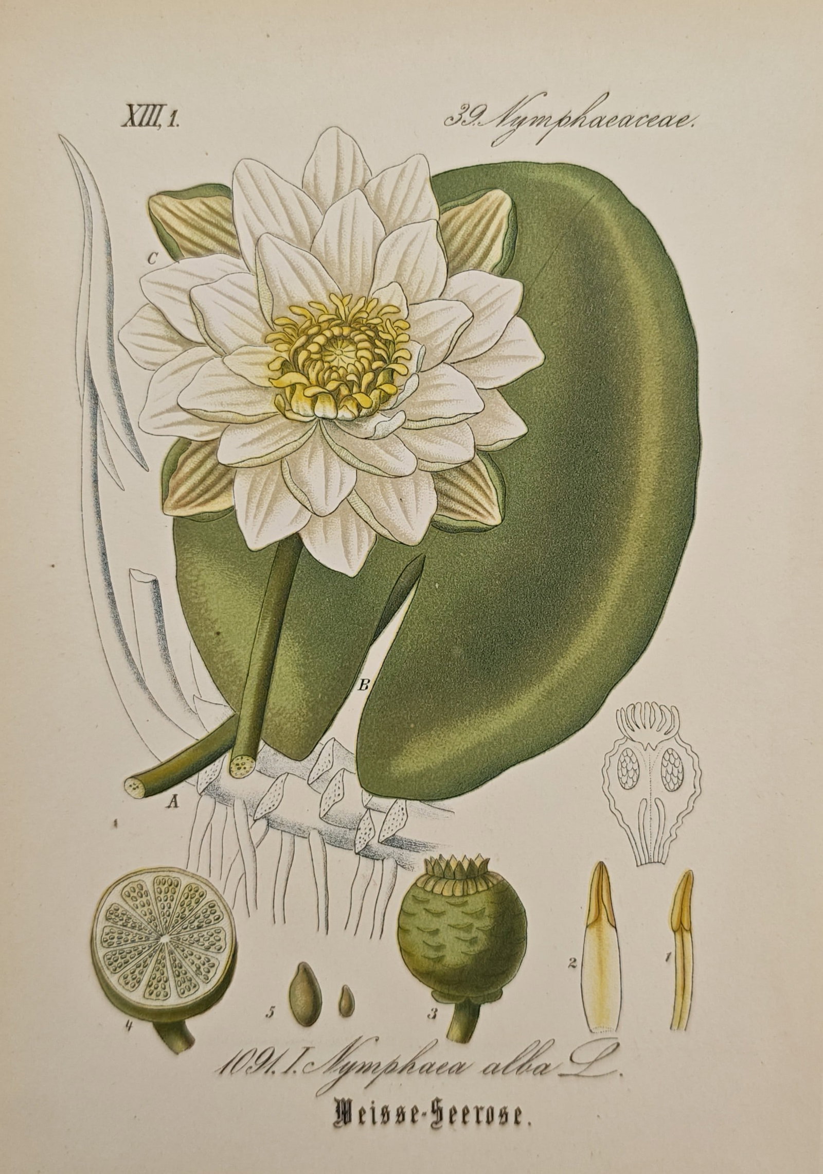 Moritz Fünfstück – White Water Lily – Lithograph (19th Century): "Nymphaea Alba / Weisse-Seerose" This botanical lithograph presents a detailed study of a white water lily plant, illustrating its multi-petaled flower with a golden center resting upon a wide green l