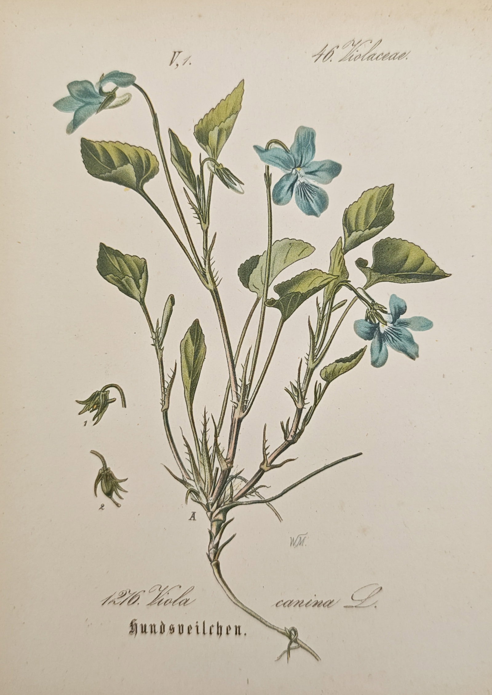 Moritz Fünfstück – Dog Violet – Lithograph (19th Century): "Viola Canina / Hundsveilchen" This botanical lithograph presents a detailed study of a dog violet plant, showcasing its slender branching stems, light blue blossoms, heart shaped serrated green leave