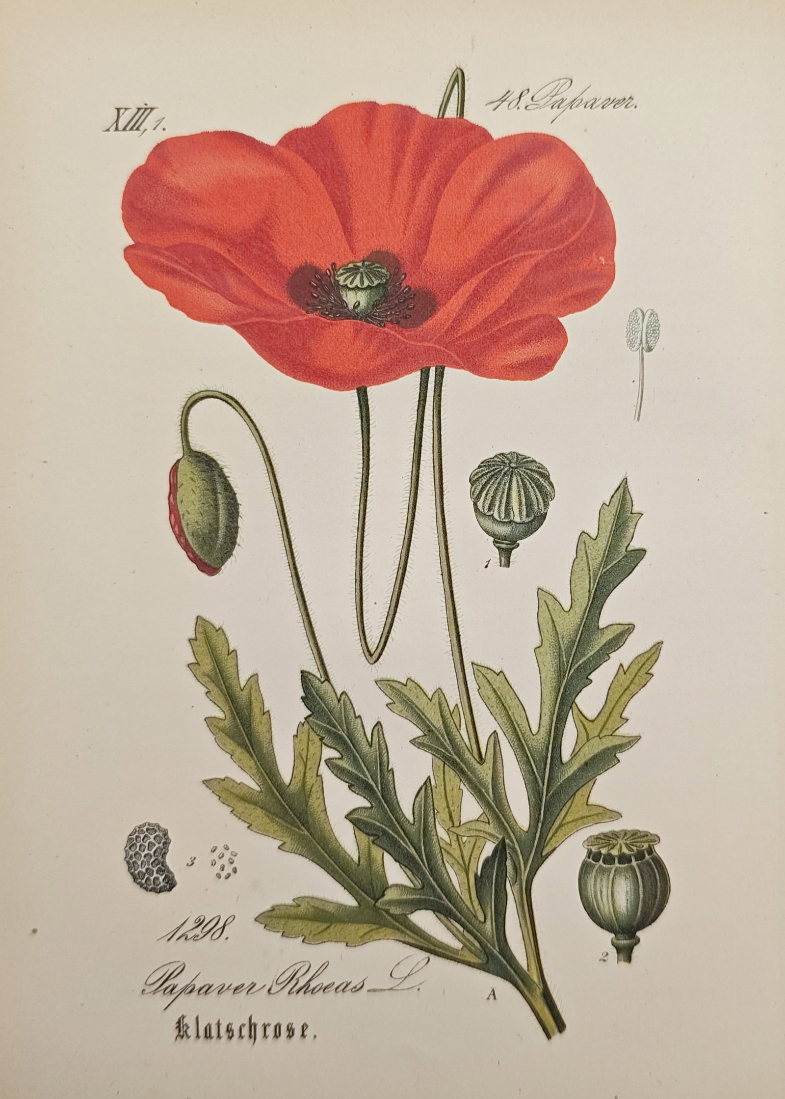 Moritz Fünfstück – Common Poppy – Lithograph (19th Century) (1 of 2)