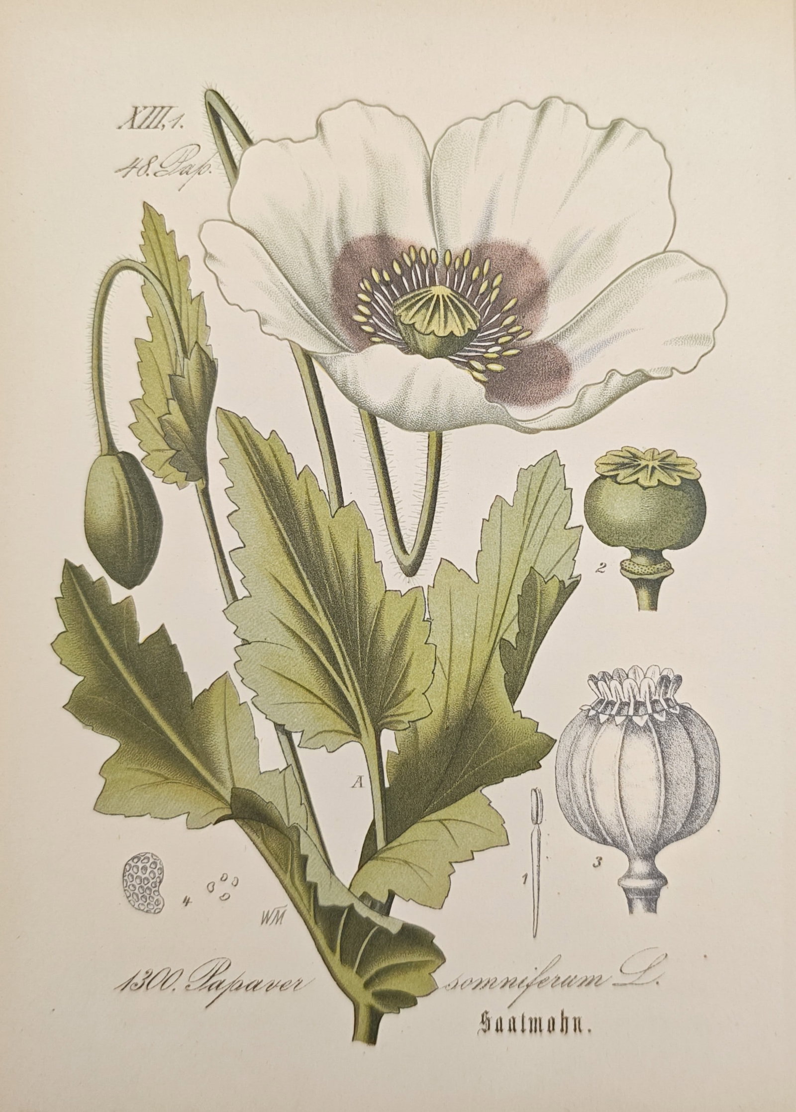 Moritz Fünfstück – Opium Poppy – Lithograph (19th Century) (1 of 2)