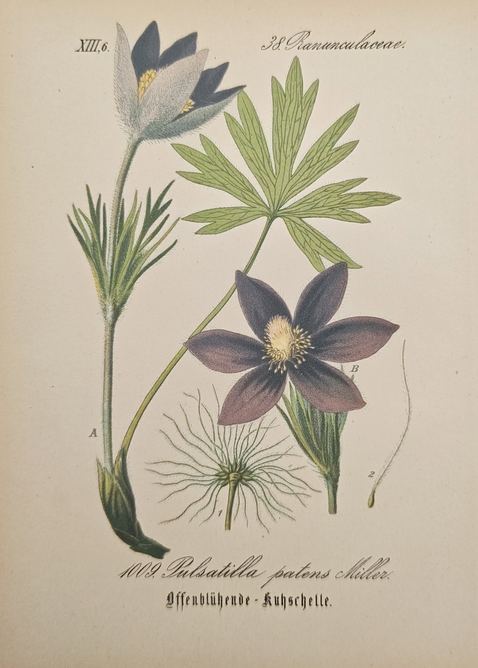 Moritz Fünfstück – Eastern Pasque Flower – Lithograph (19th Century): "Pulsatilla Patens / Offenblühende Kuhschelle" This botanical lithograph displays a detailed study of an eastern pasqueflower plant, illustrating its pale and deep purple star-shaped blossoms, fuzzy 