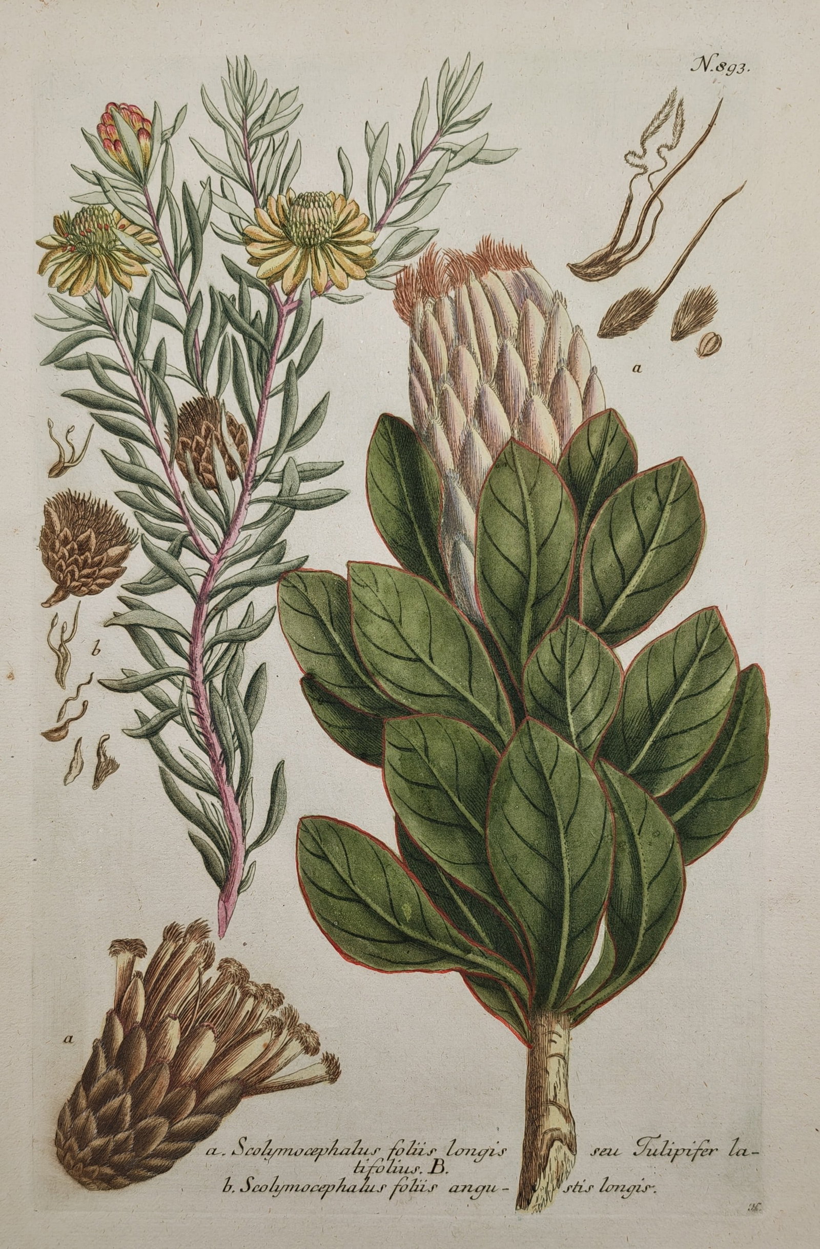 Johann Wilhelm Weinmann – Protea Varieties – Mezzotint Engraving (18th Century) (1 of 2)