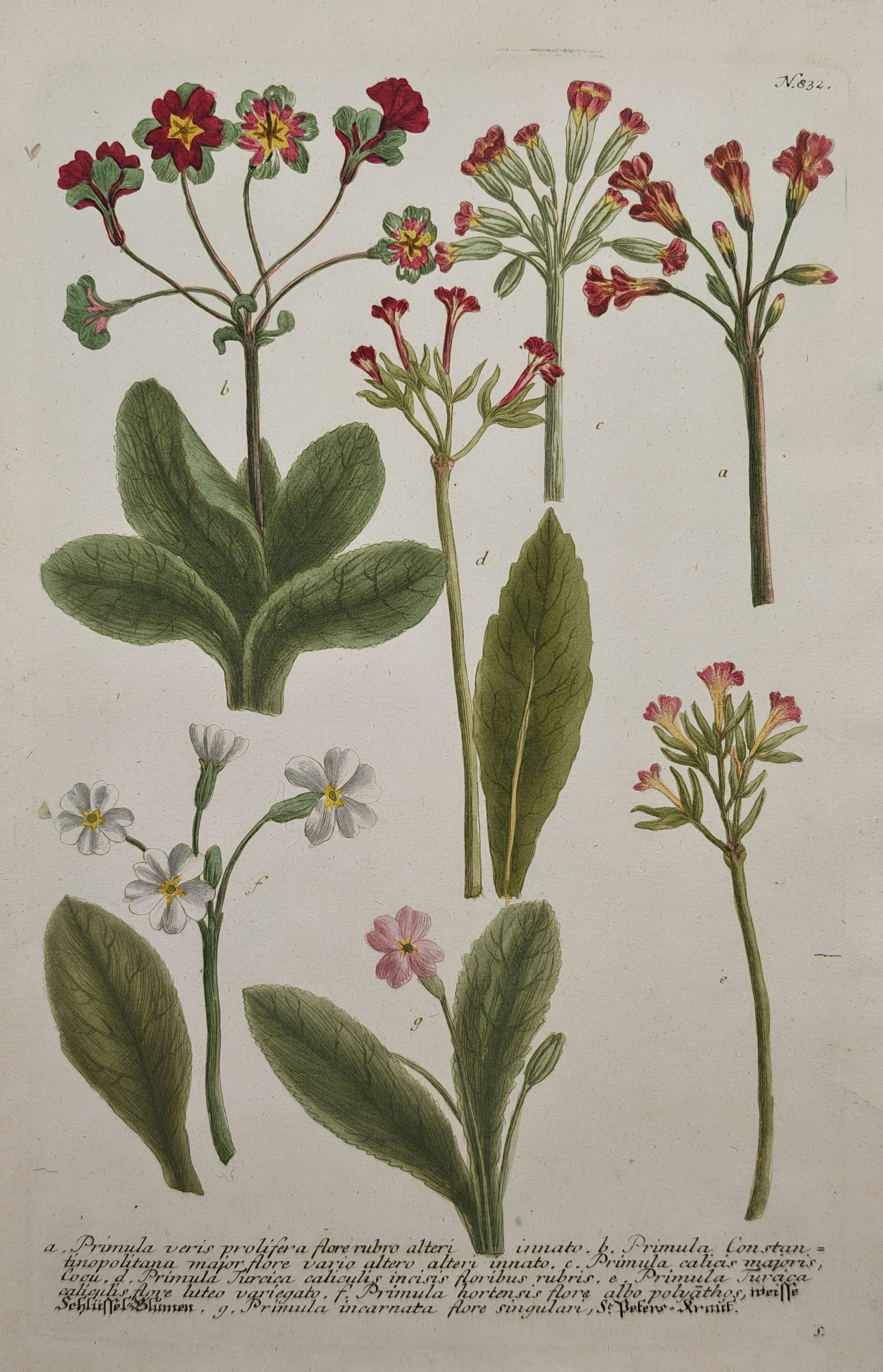 Johann Wilhelm Weinmann – Primrose Varieties – Mezzotint Engraving (18th Century) (1 of 2)