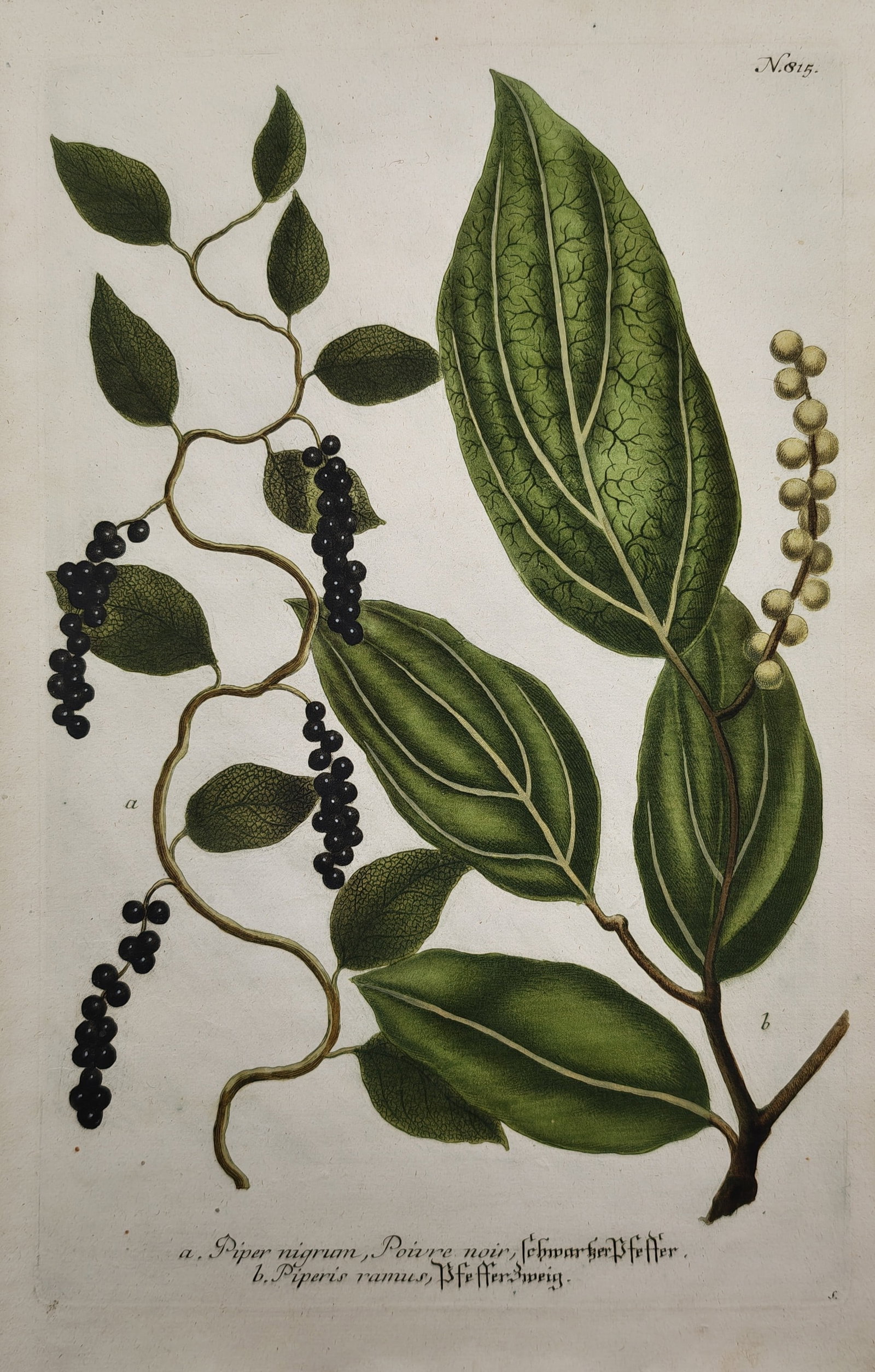Johann Wilhelm Weinmann – Black Pepper Plant – Mezzotint Engraving (18th Century) (1 of 2)