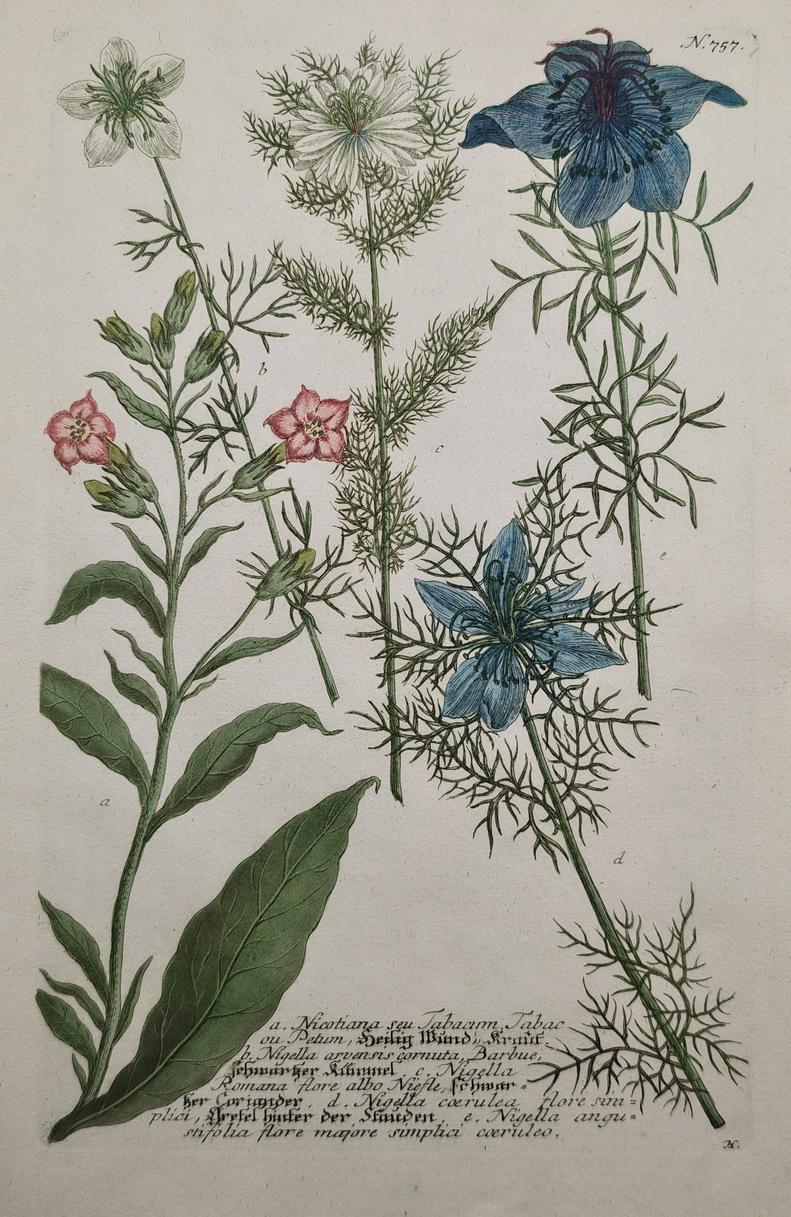 Johann Wilhelm Weinmann – Tobacco and Love in a Mist Varieties – Mezzotint Engraving (1 of 2)