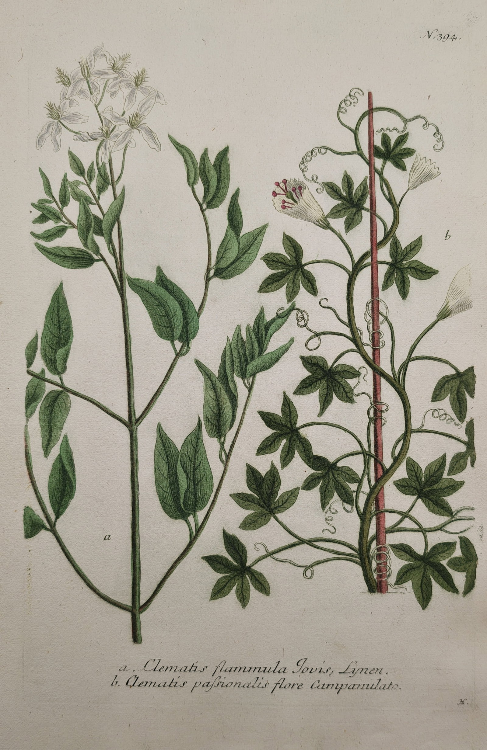 Johann Wilhelm Weinmann – Clematis Varieties – Mezzotint Engraving (18th Century) (1 of 2)