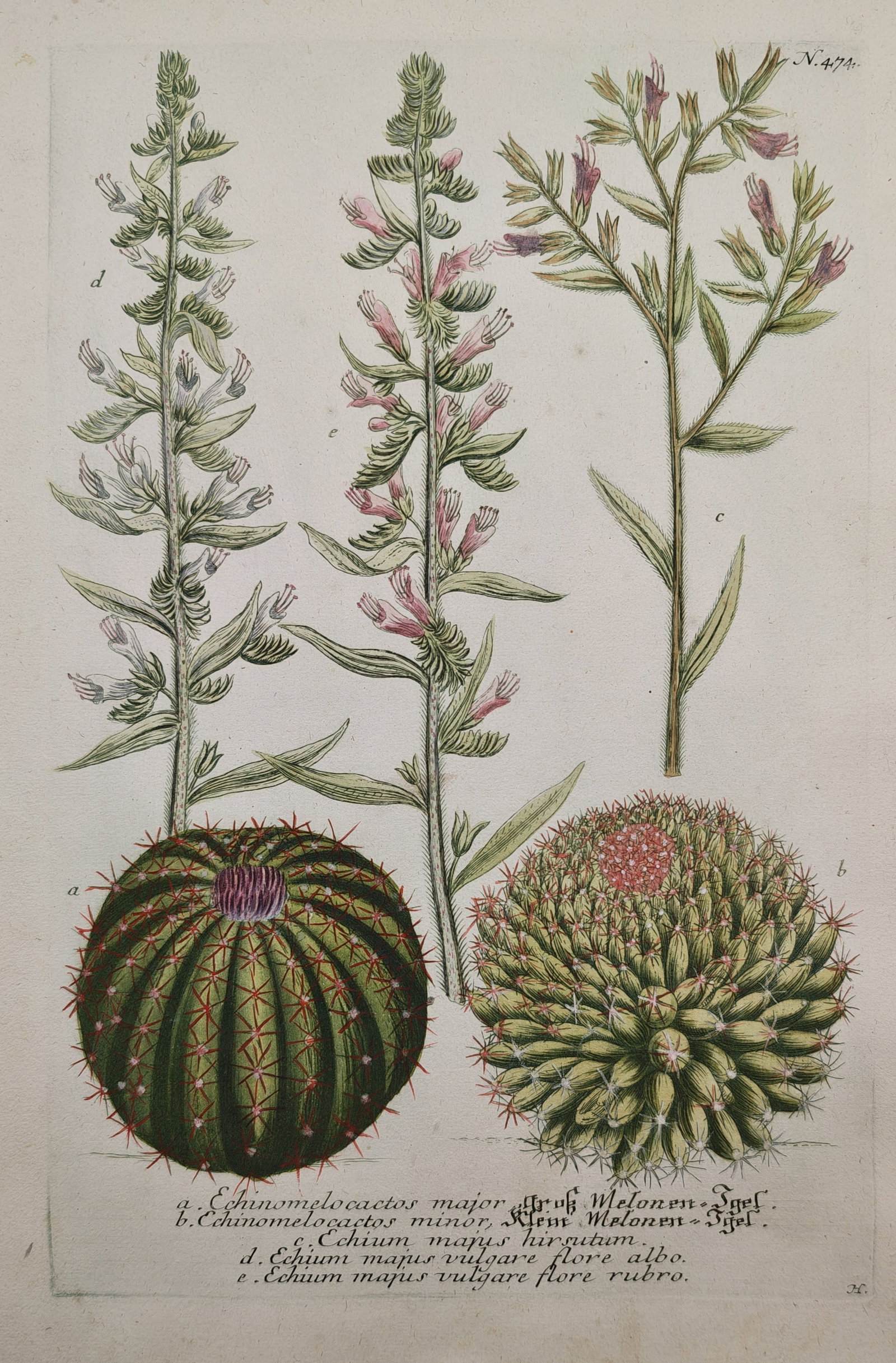 Johann Wilhelm Weinmann – Cactus and Viper's Bugloss Varieties – Mezzotint Engraving (1 of 2)