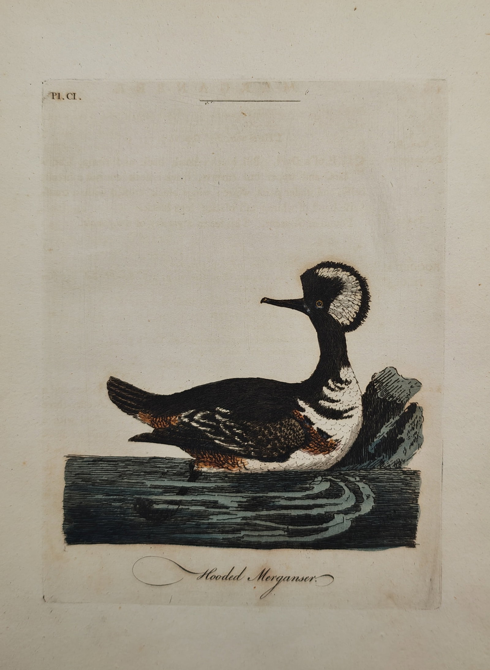 John Latham – Hooded Merganser – Engraving (18th Century) (1 of 2)