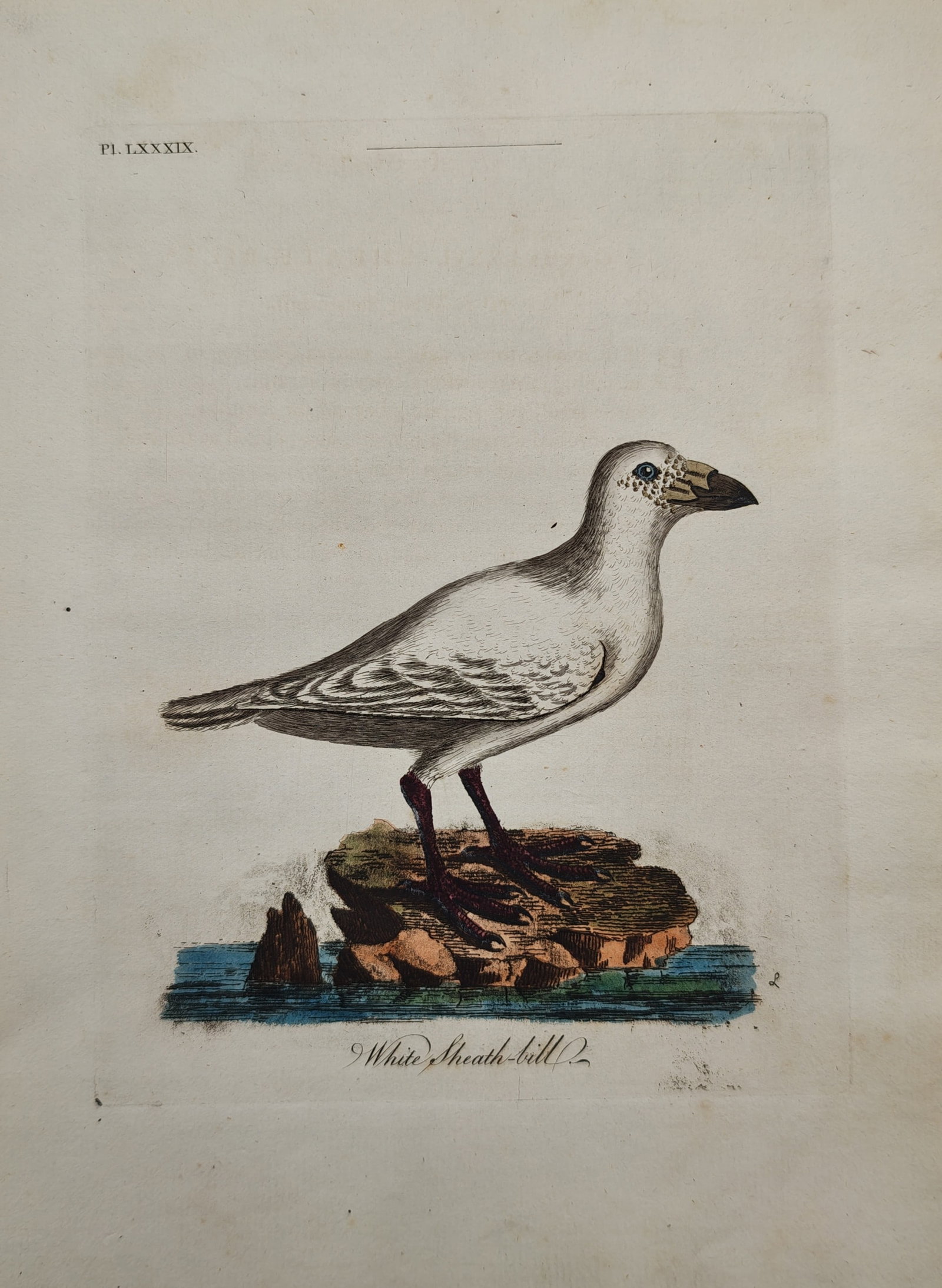 John Latham – White Sheathbill – Engraving (18th Century): "White Sheath-Bill" This ornithological print illustrates a white sheathbill bird standing in profile atop a small rocky formation surrounded by calm water. The hand-colored copperplate engraving is d