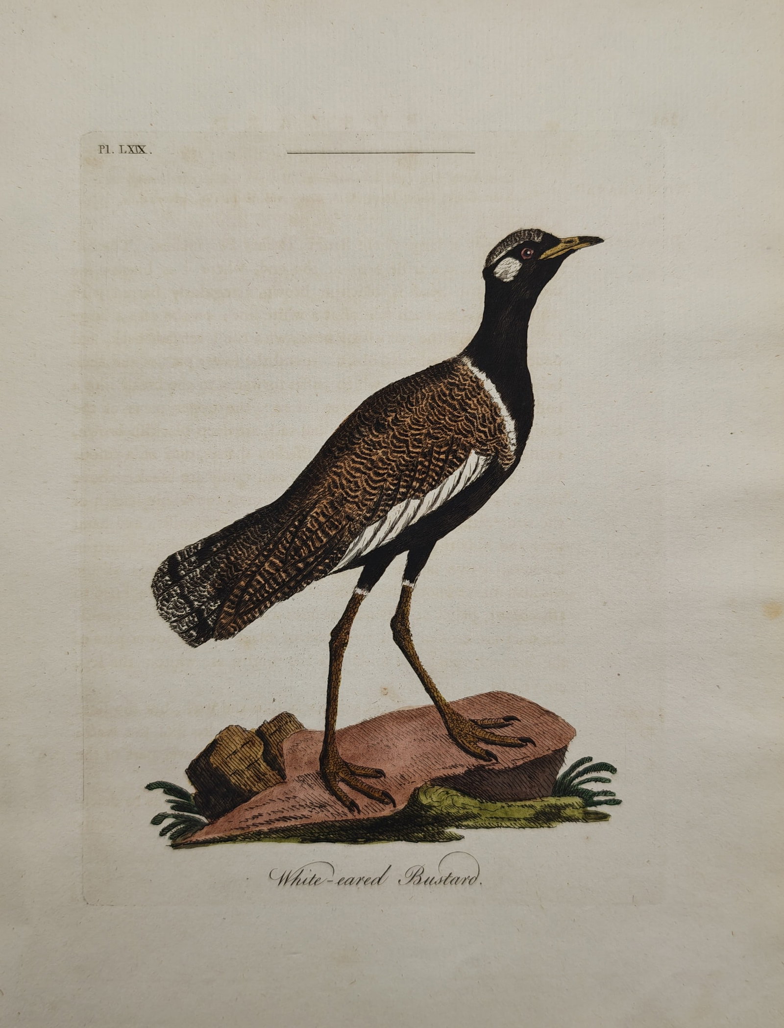 John Latham – White-Eared Bustard – Engraving (18th Century) (1 of 2)