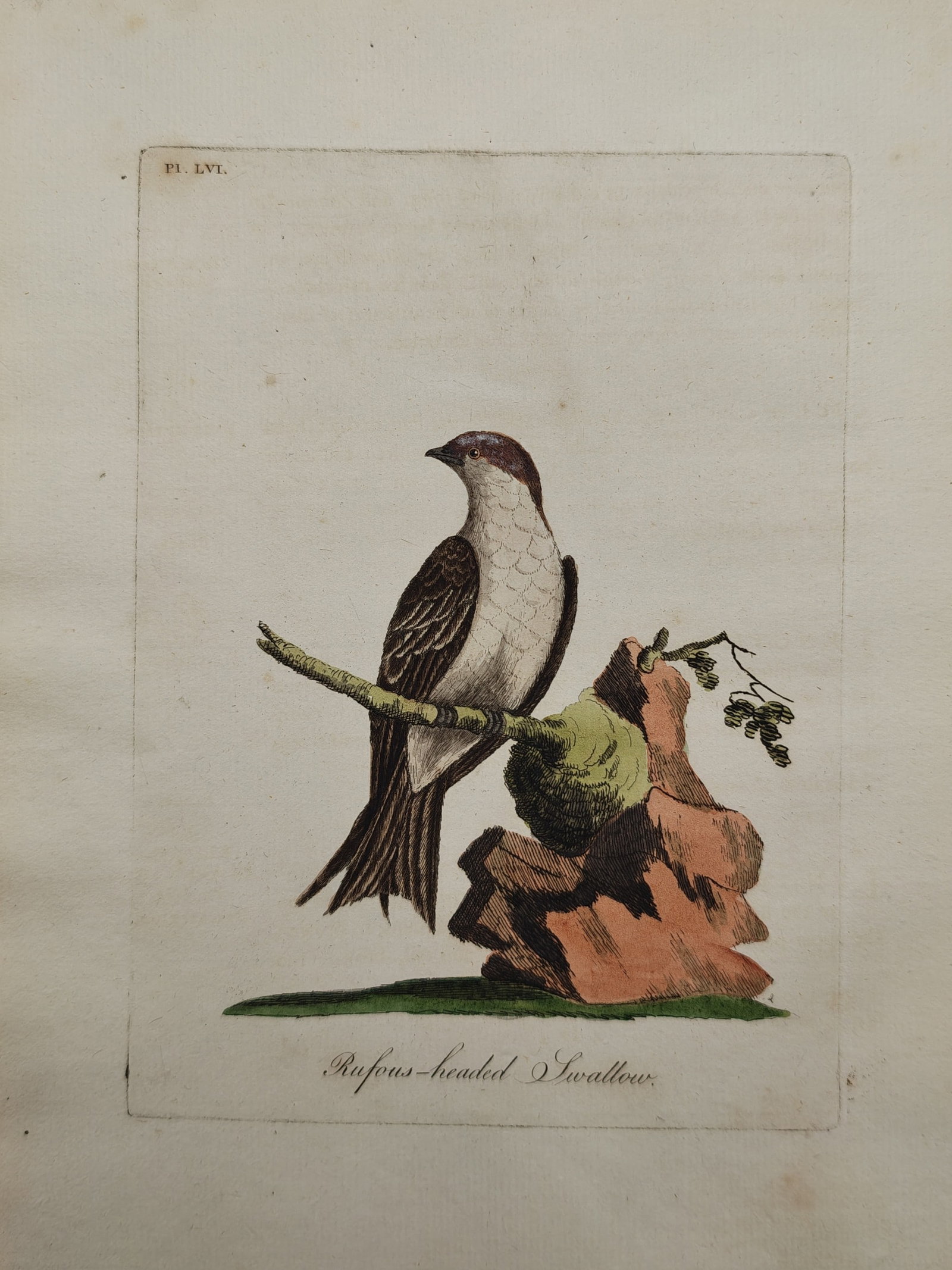 John Latham – Rufous-Headed Swallow – Engraving (18th Century) (1 of 2)
