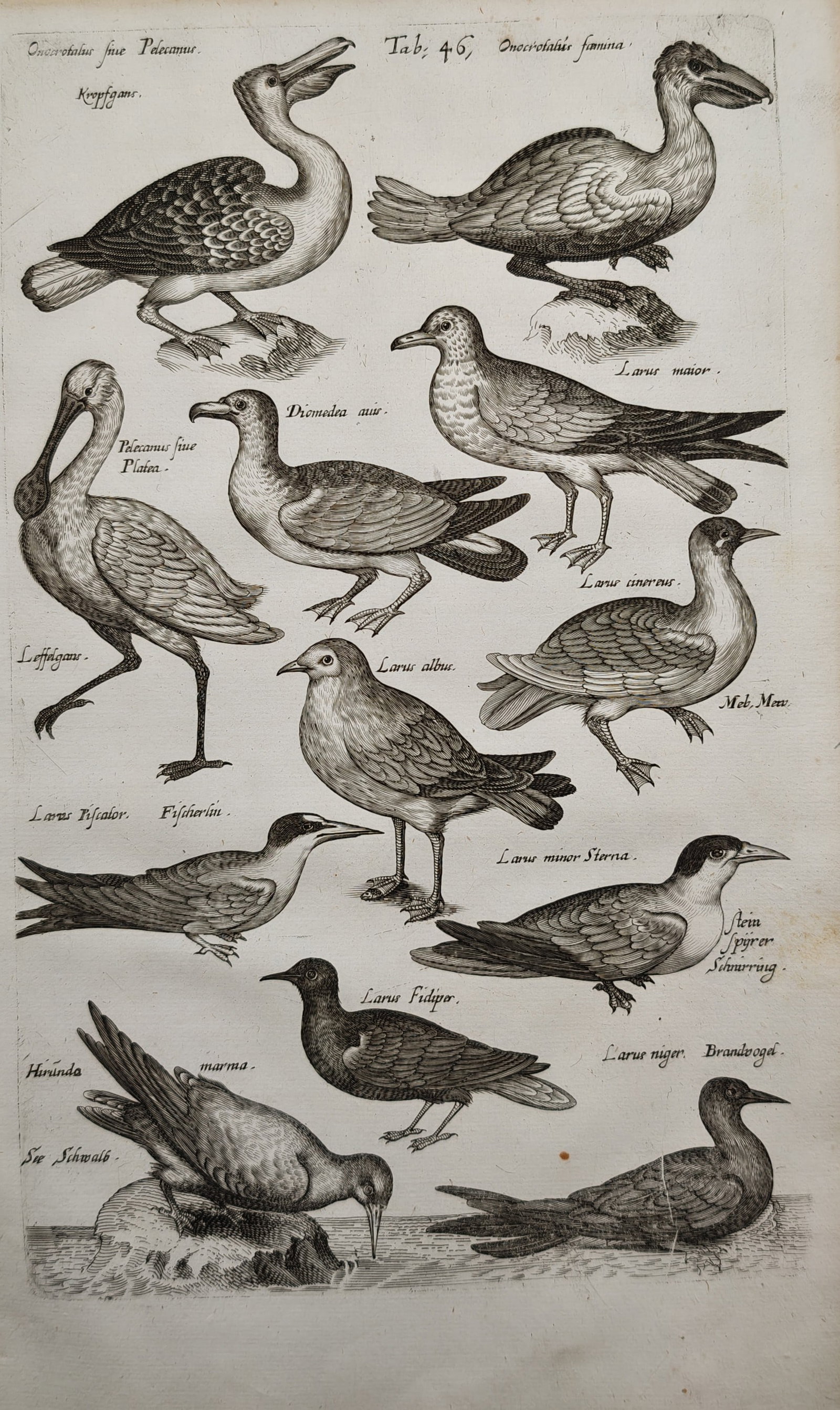 Jan Jonston – Sea Birds and Pelicans – Engraving (17th Century) (1 of 2)