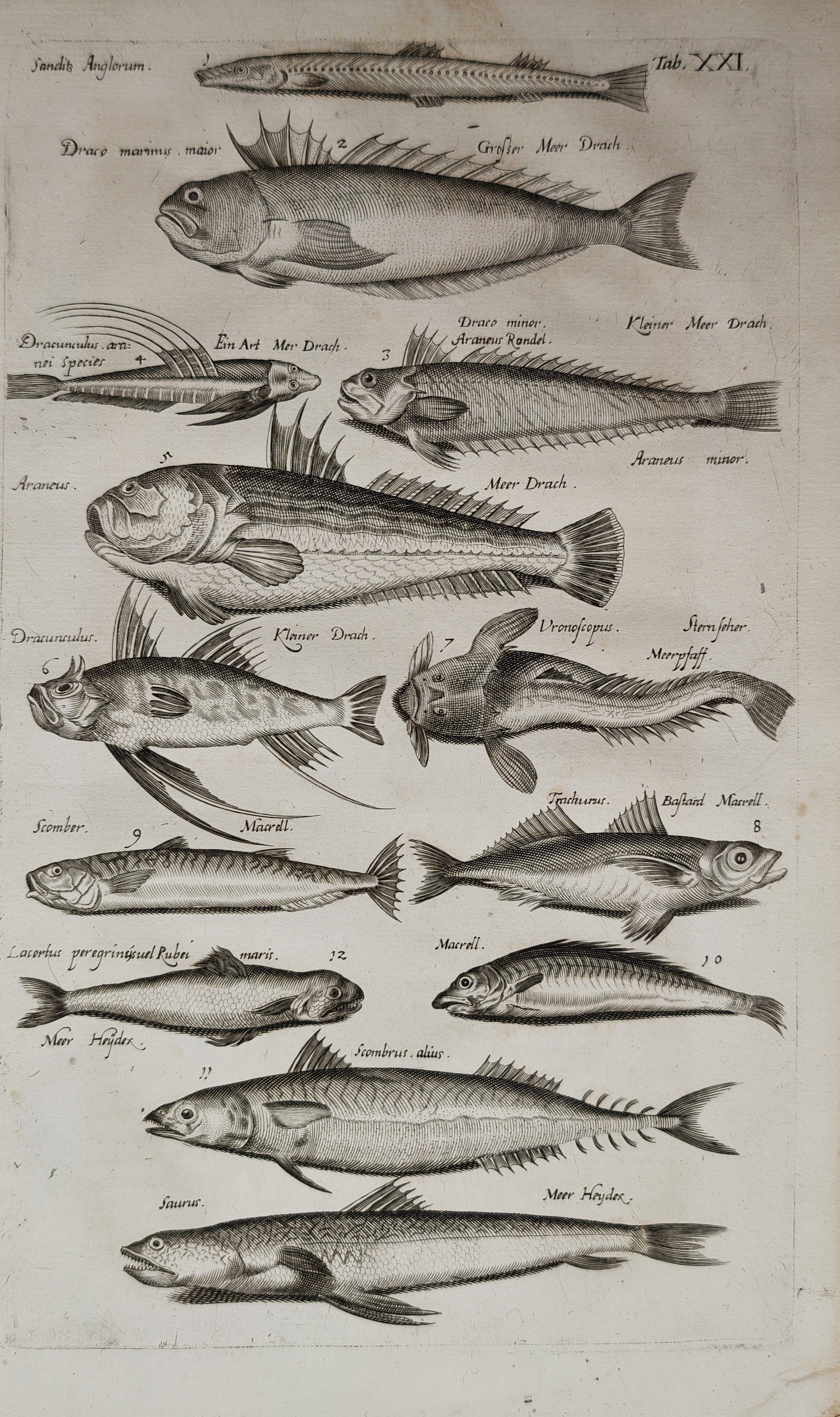 Jan Jonston – Draco Marinus – Engraving (17th Century) (1 of 2)