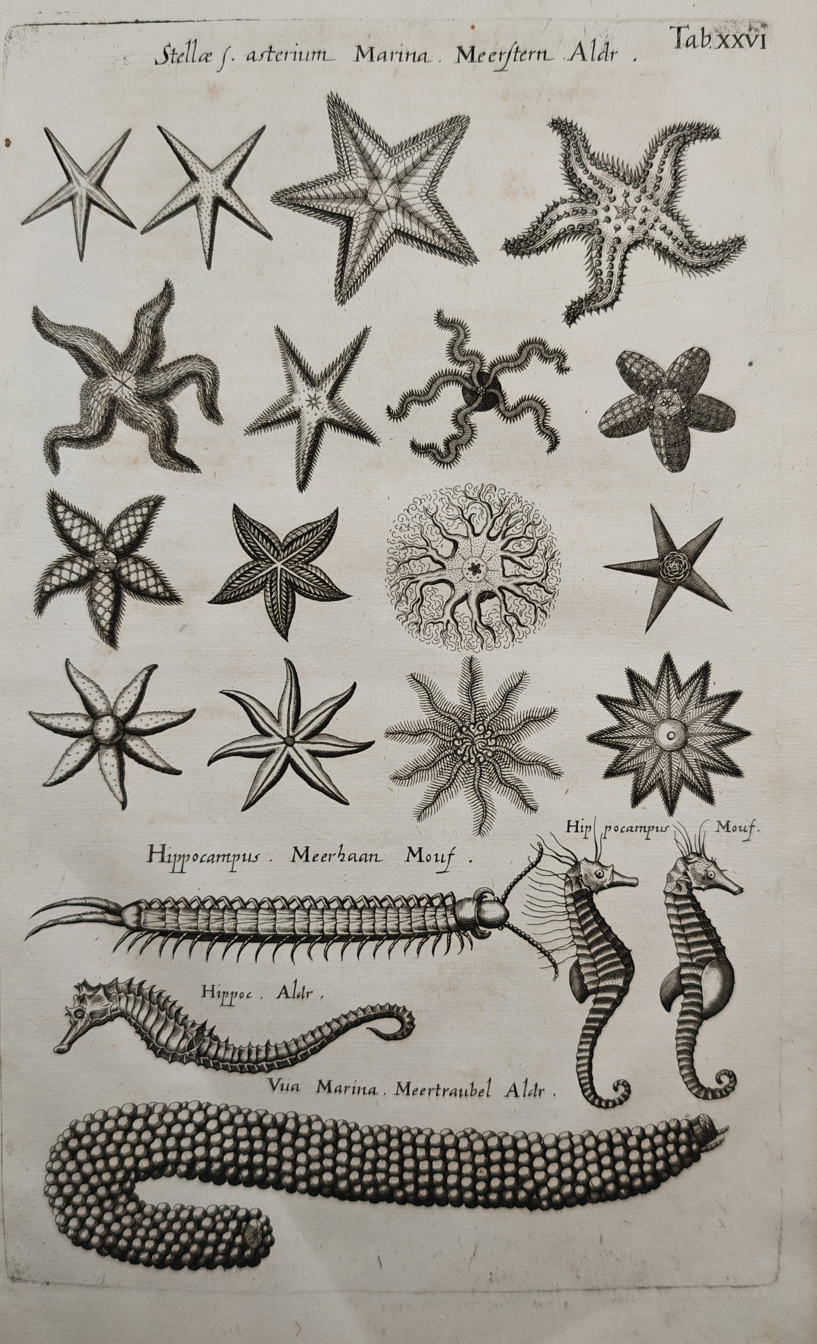 Jan Jonston – Starfish and Seahorses – Engraving (17th Century): "Stella f. Asterion Marina" This natural history engraving presents a scientific study of various marine organisms, illustrating detailed individual figures of starfish varieties, seahorses, and marin